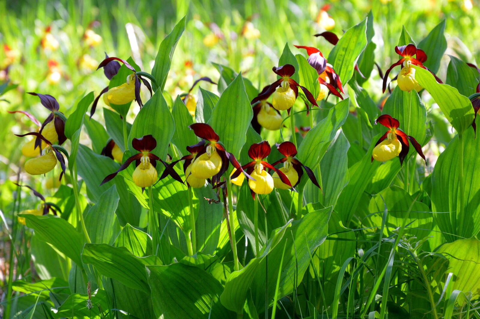 Nikon D3200 sample photo. Orchid, flowers, exotic photography
