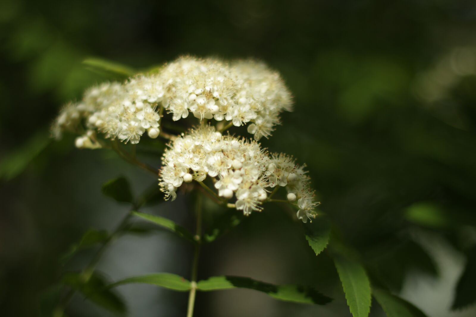 Canon EOS 60D + Canon EF 50mm F1.8 II sample photo. Nature, tree, rowan photography