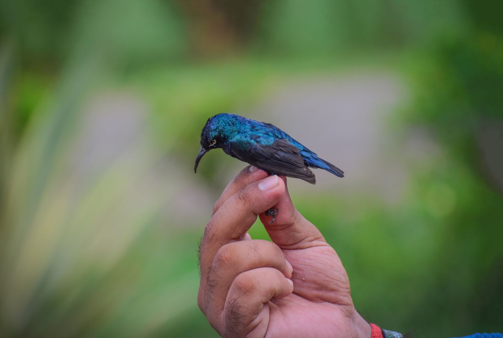 Nikon D5600 sample photo. Copyright, bird, nature photography