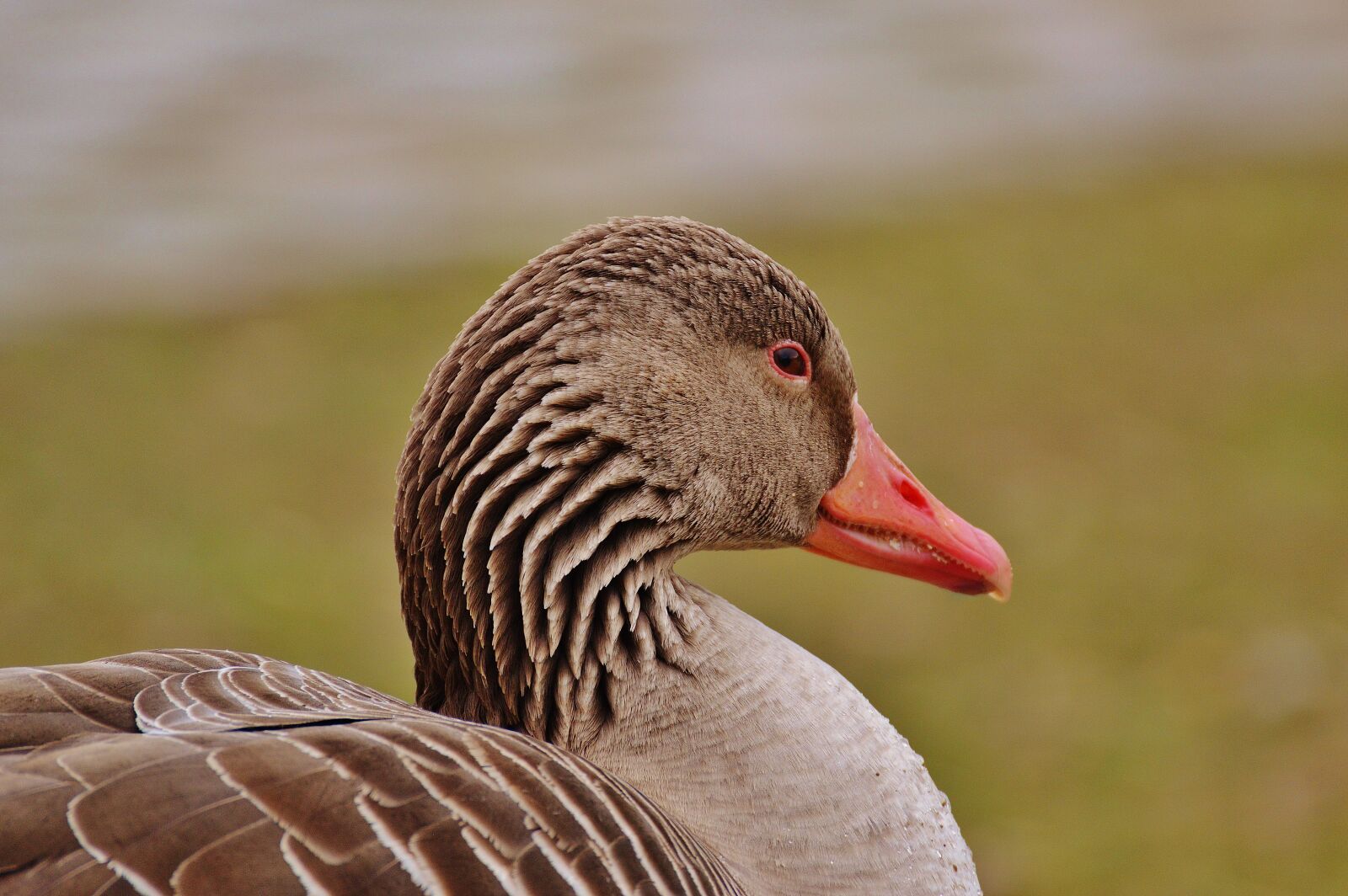 Nikon D3200 sample photo. Goose, bird, feather photography