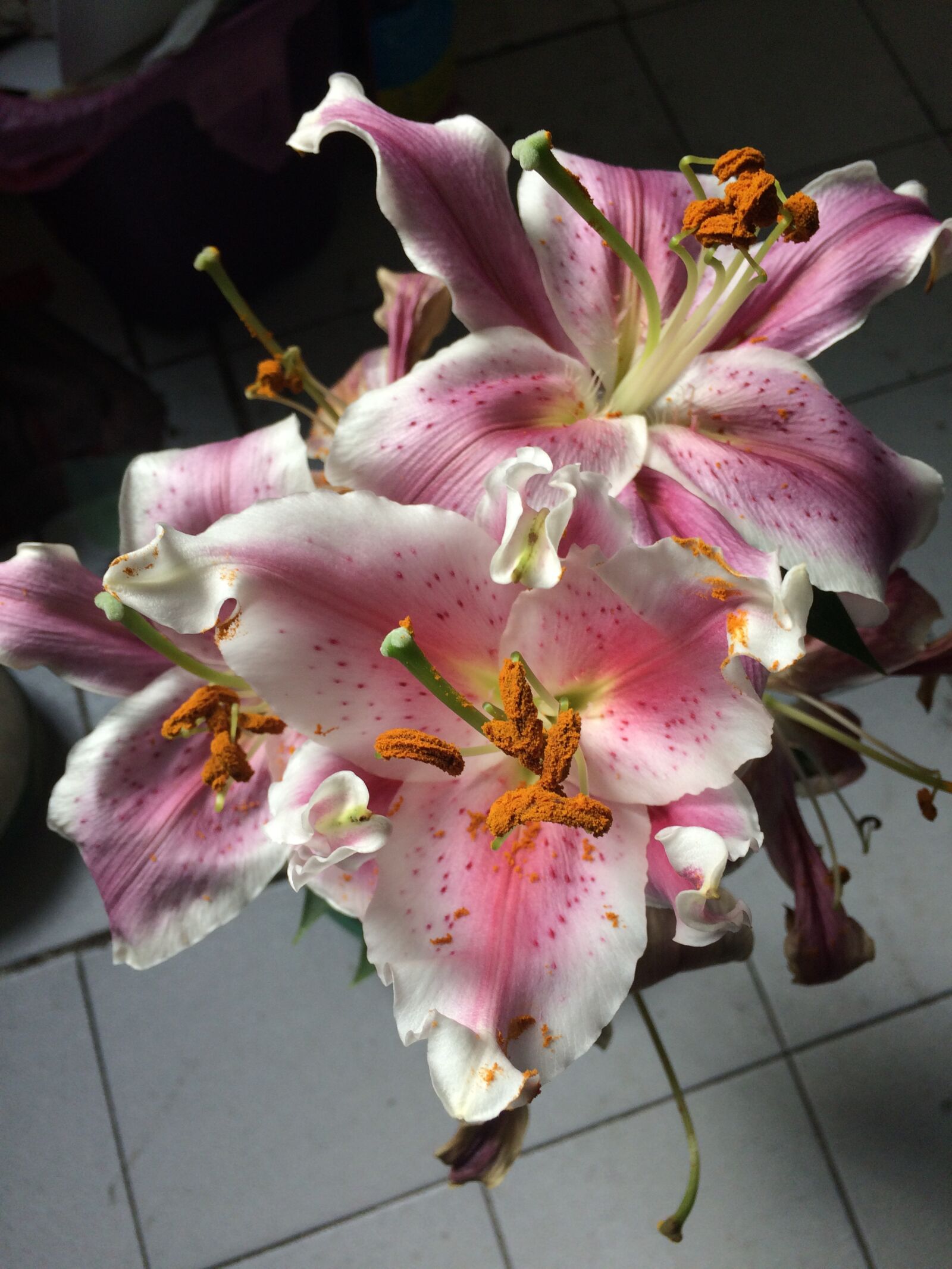 iPhone 5s back camera 4.15mm f/2.2 sample photo. Flores, lily, belleza photography