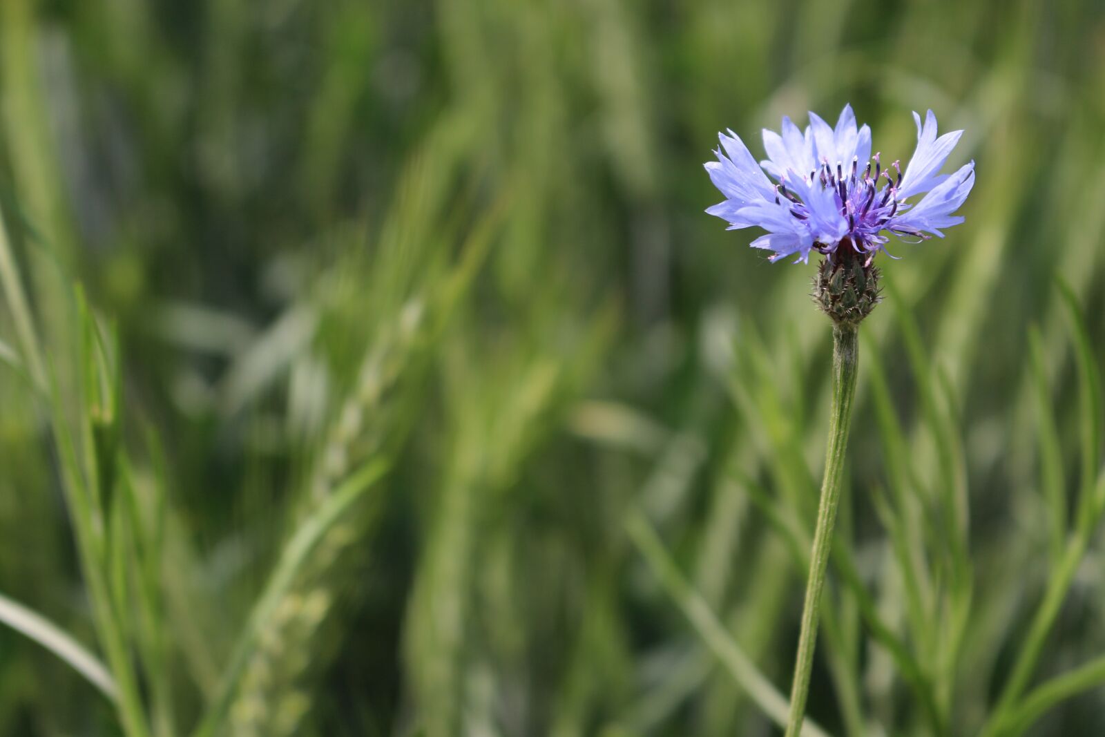 Canon EOS 100D (EOS Rebel SL1 / EOS Kiss X7) sample photo. Flower, meadow, cornflower photography