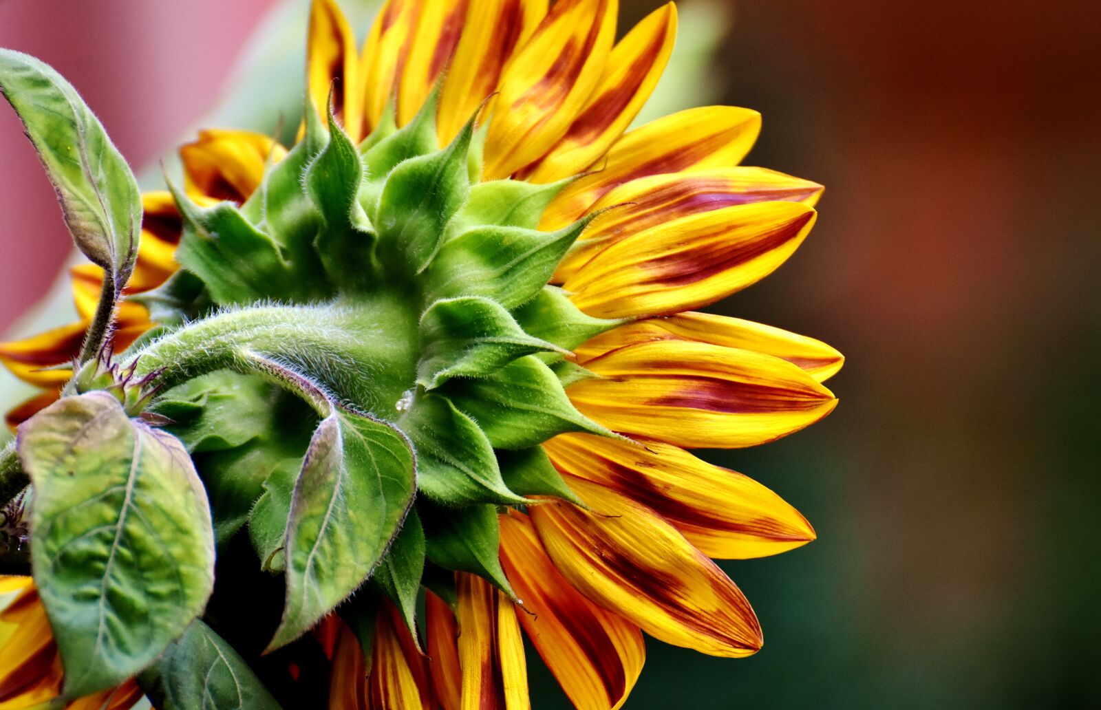 Nikon D7200 sample photo. Sunflower, summer, garden photography