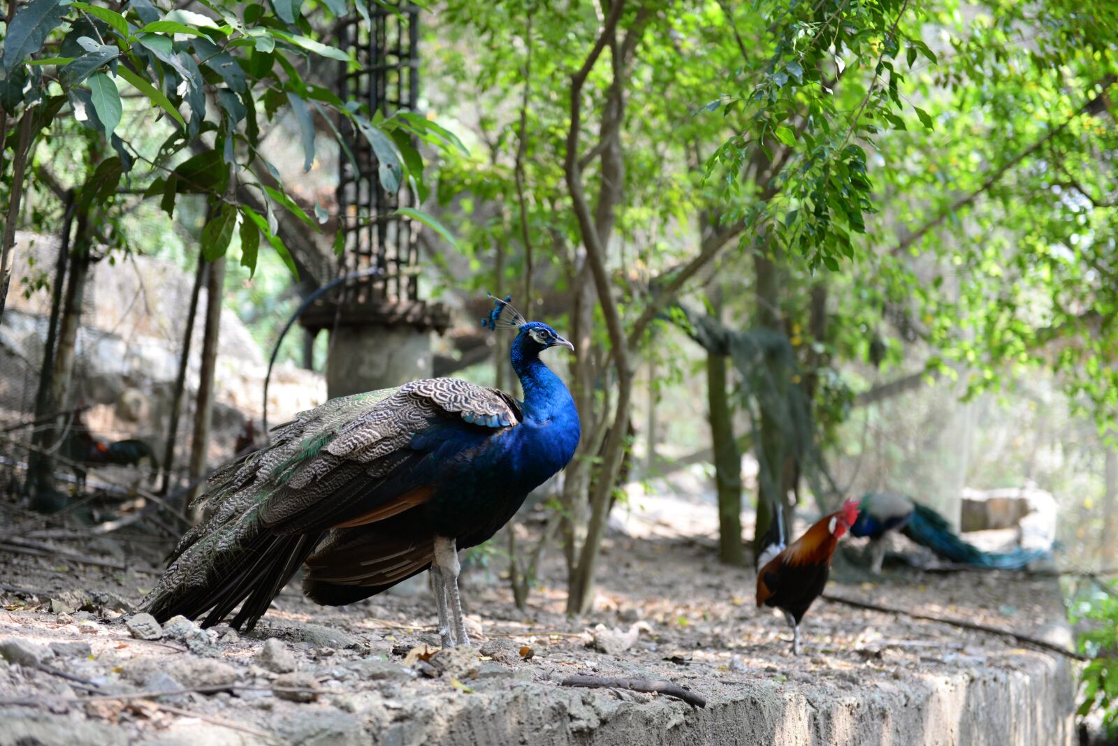 Nikon D610 sample photo. Peacock, bird, plumage photography
