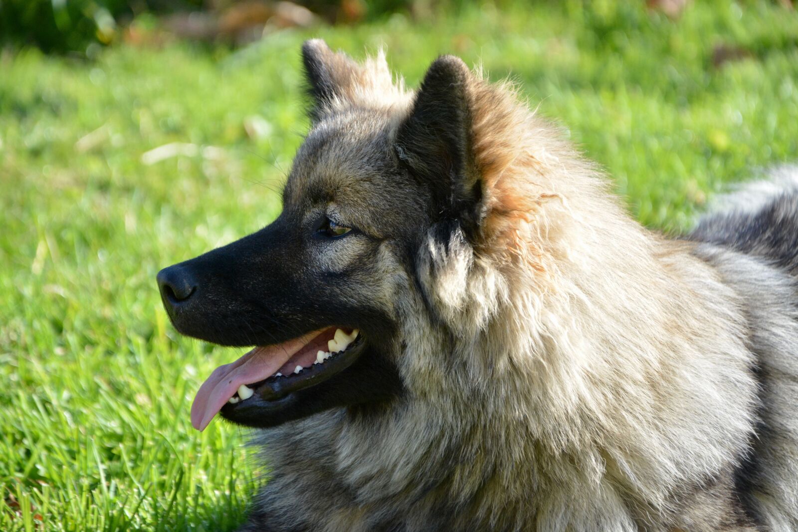 Nikon D5200 sample photo. Dog, bitch, dog eurasier photography
