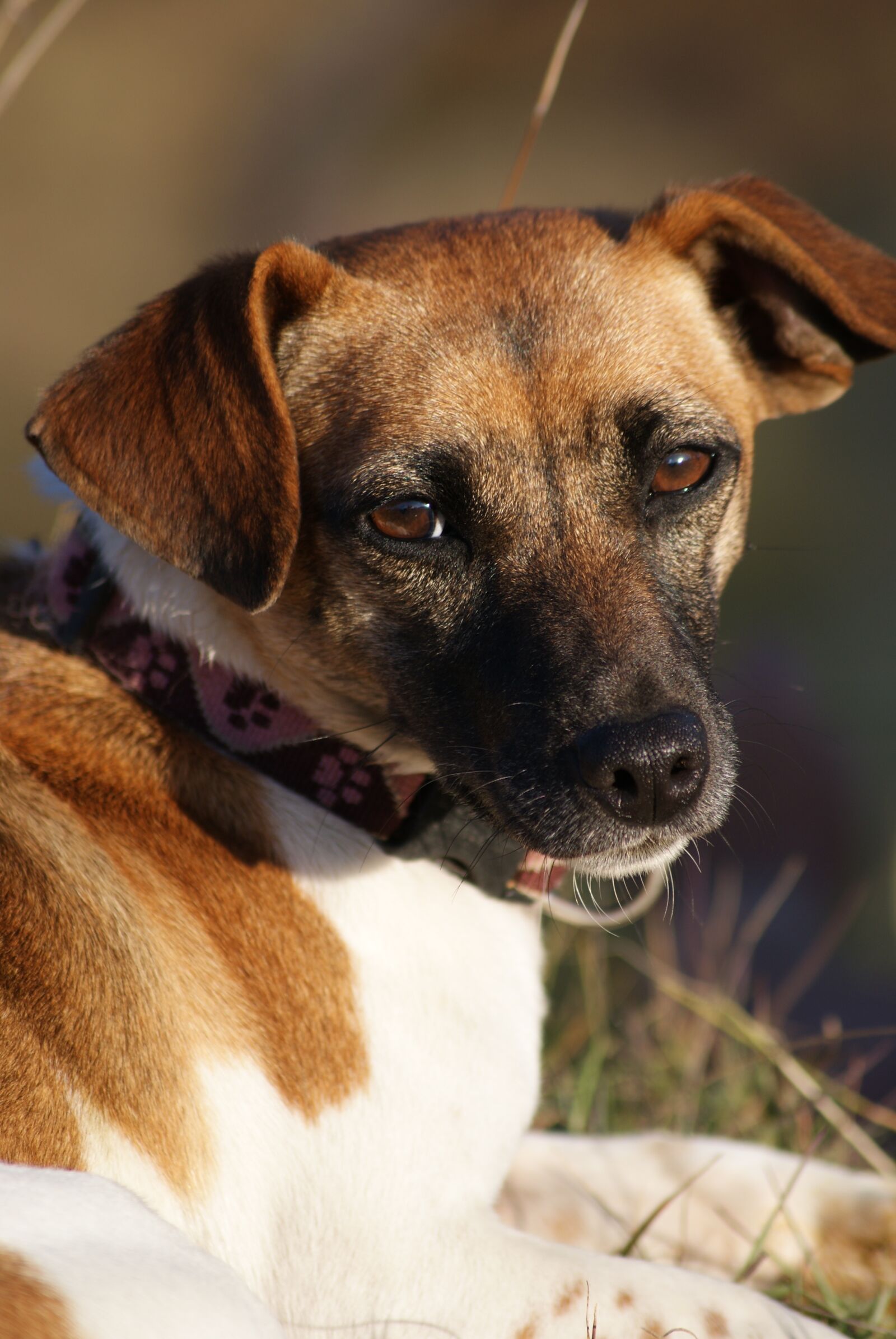 Sony Alpha DSLR-A330 sample photo. Animal, dog, pet photography