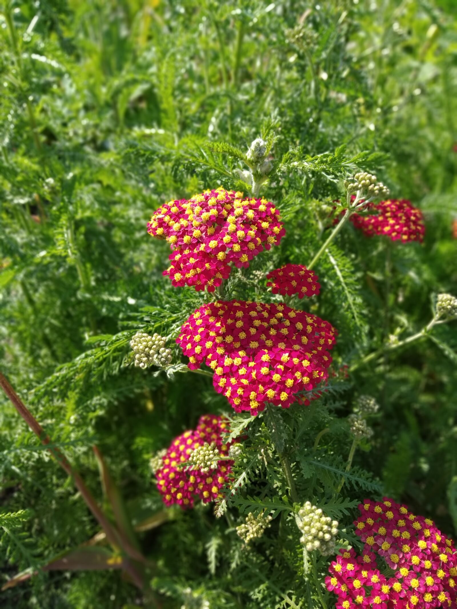 Xiaomi Mi A2 Lite sample photo. Grassland, meadow, flowers photography