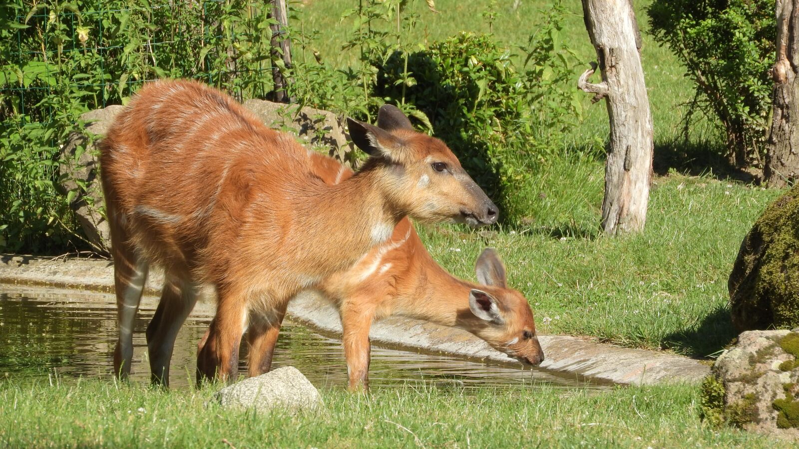 Nikon Coolpix P610 sample photo. Sitatunga west african, tragelaphus photography