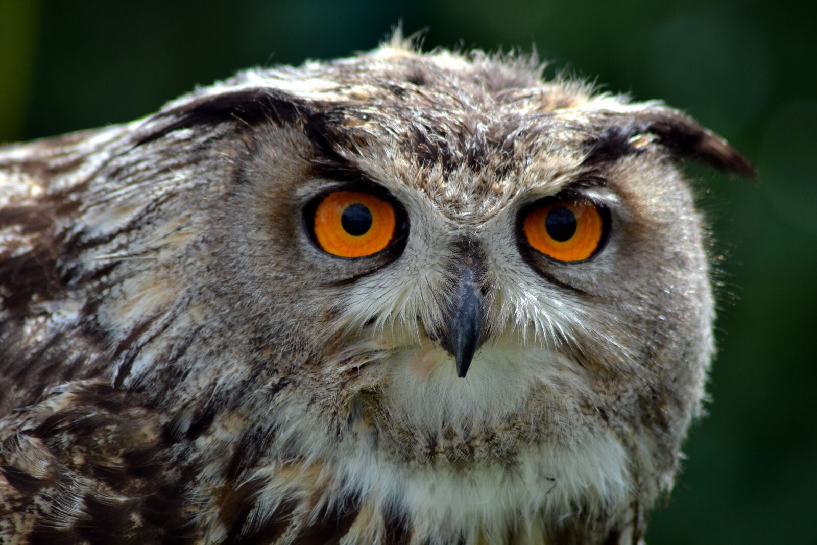 Nikon D3100 sample photo. Wildlife, bird, animal photography