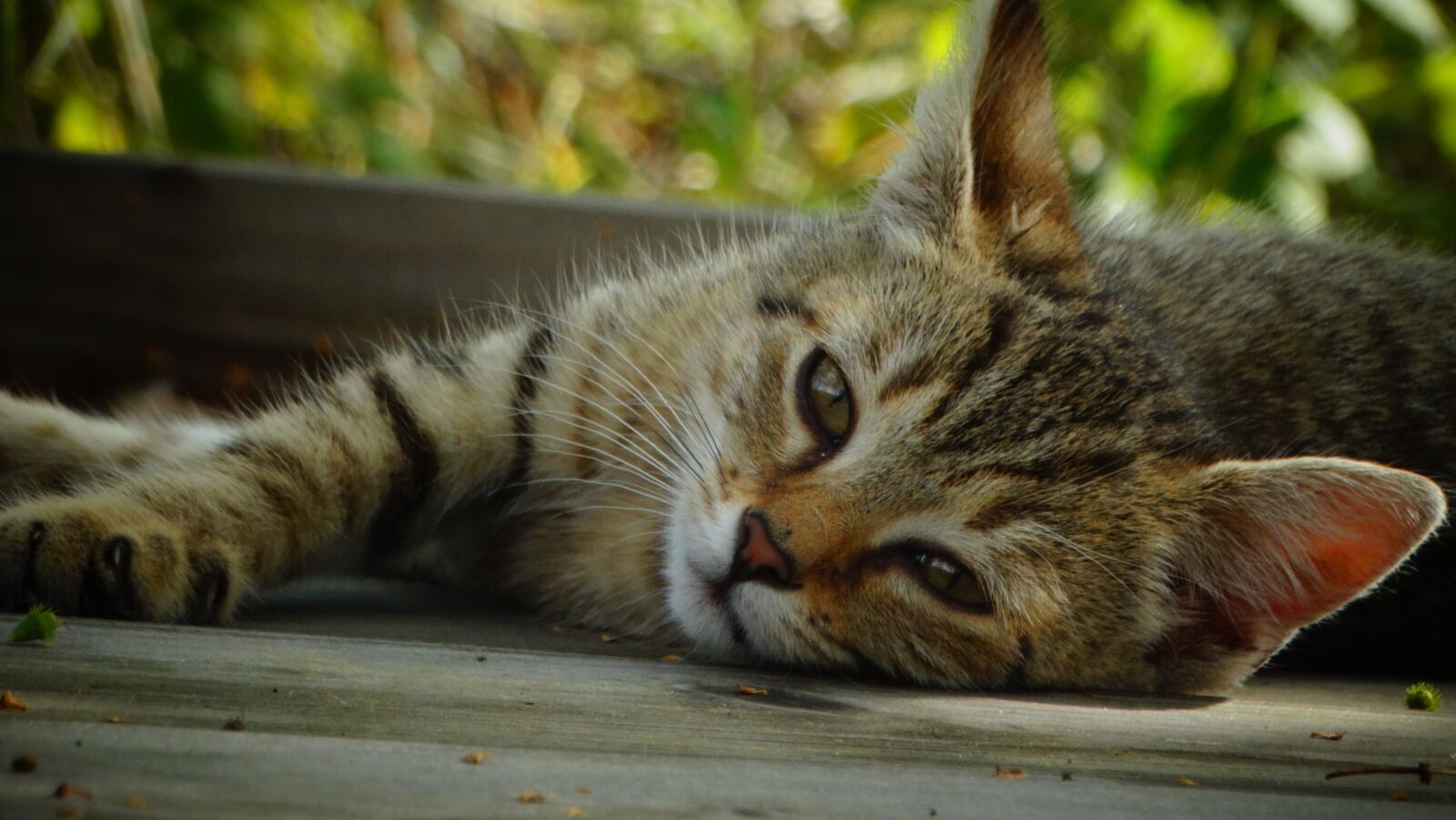 Sony Cyber-shot DSC-HX300 sample photo. Cat, kitten, pet photography
