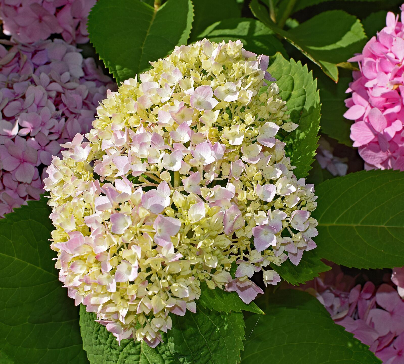 Nikon D3300 sample photo. Pink and yellow hydrangea photography