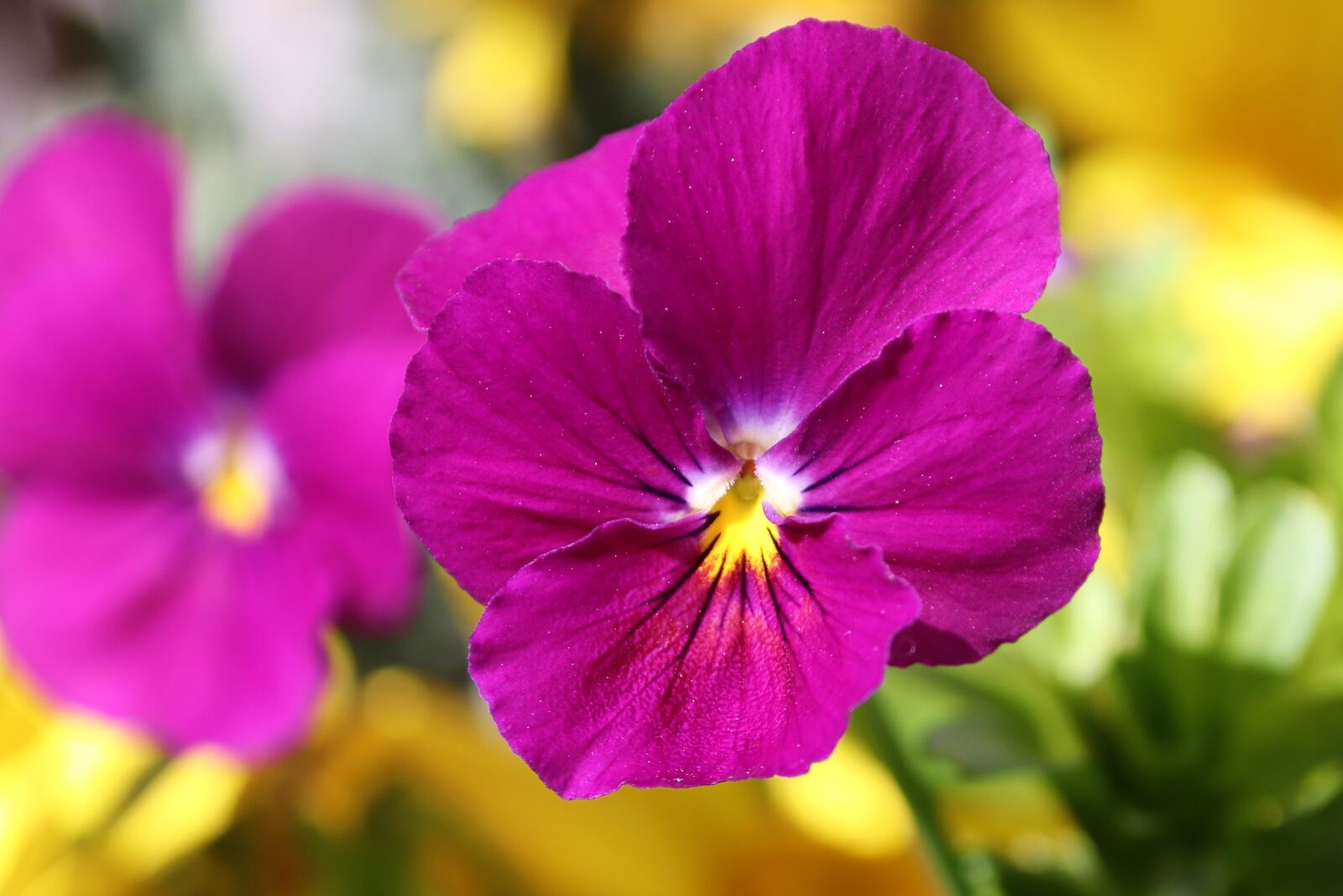 Canon EOS 200D (EOS Rebel SL2 / EOS Kiss X9) sample photo. Pansy, 400–500, blossom photography