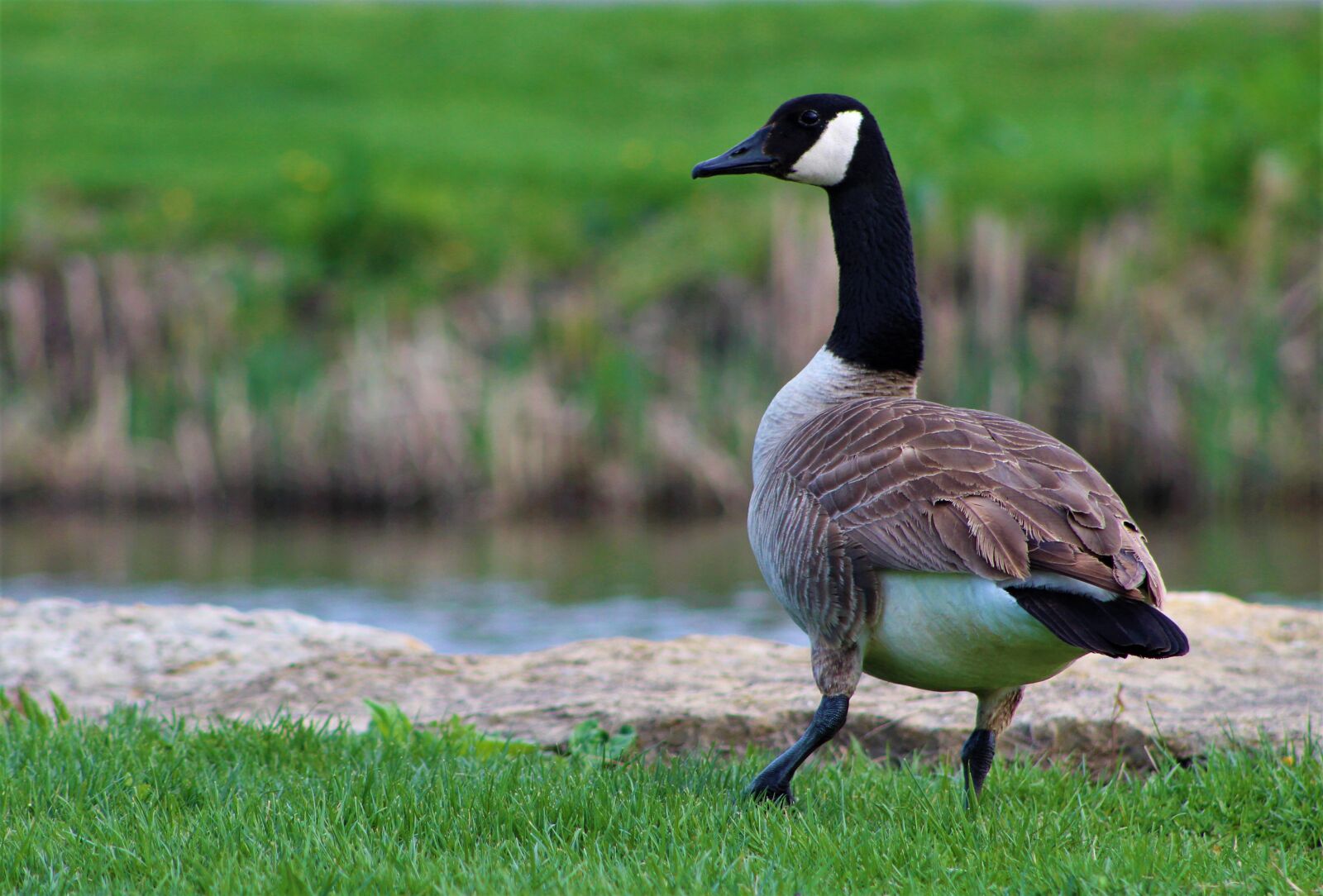 Canon EF75-300mm f/4-5.6 sample photo. Canadian goose, fowl, bird photography