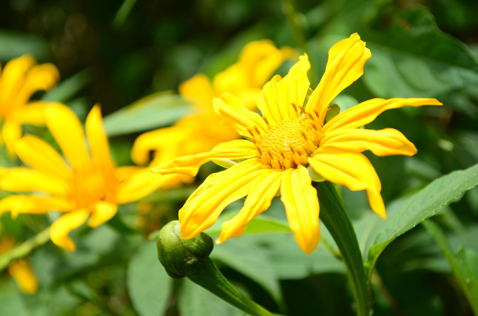 Nikon D5100 sample photo. Flower, nature, sunflower photography