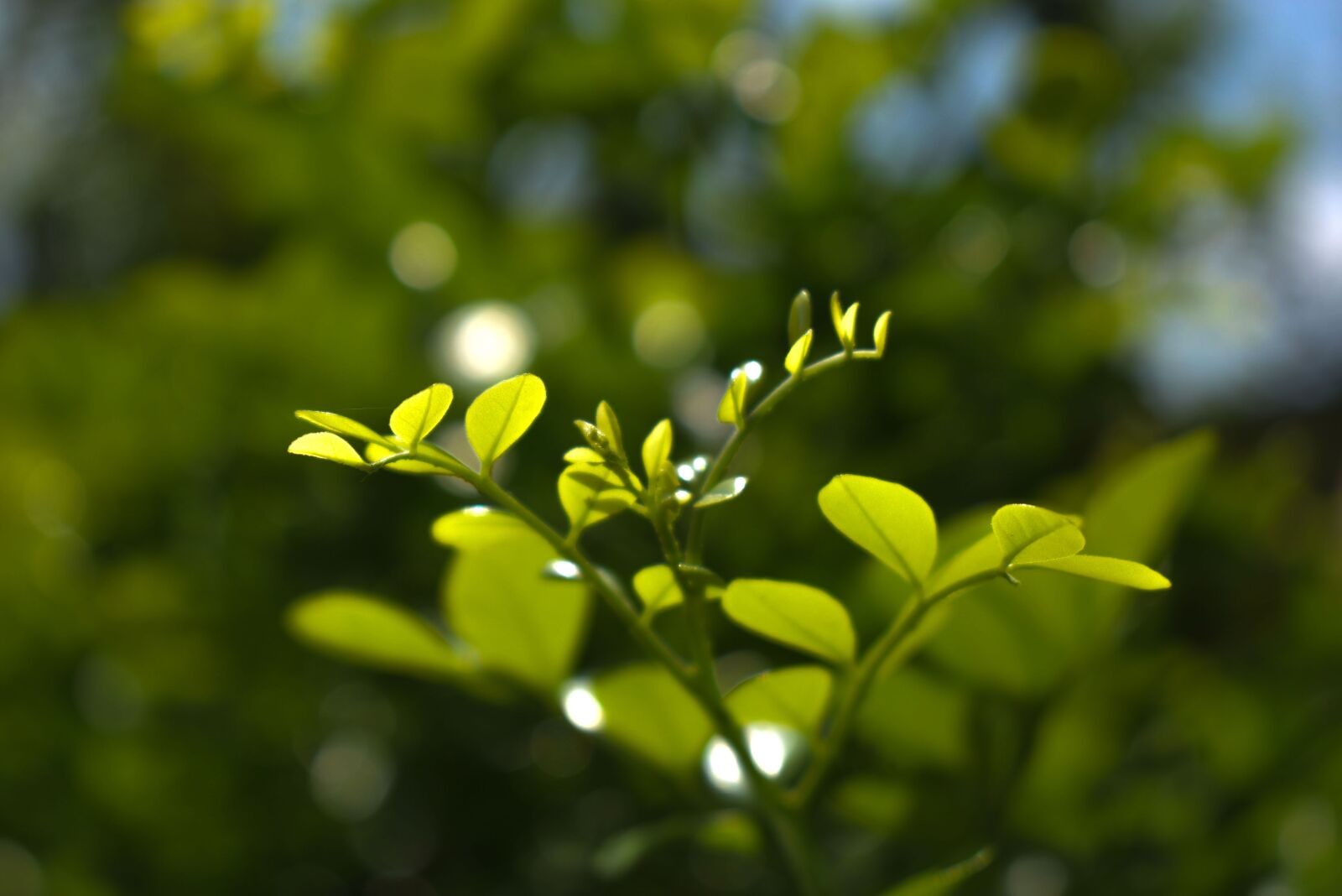 Nikon D3500 sample photo. Greenery, plant, green photography