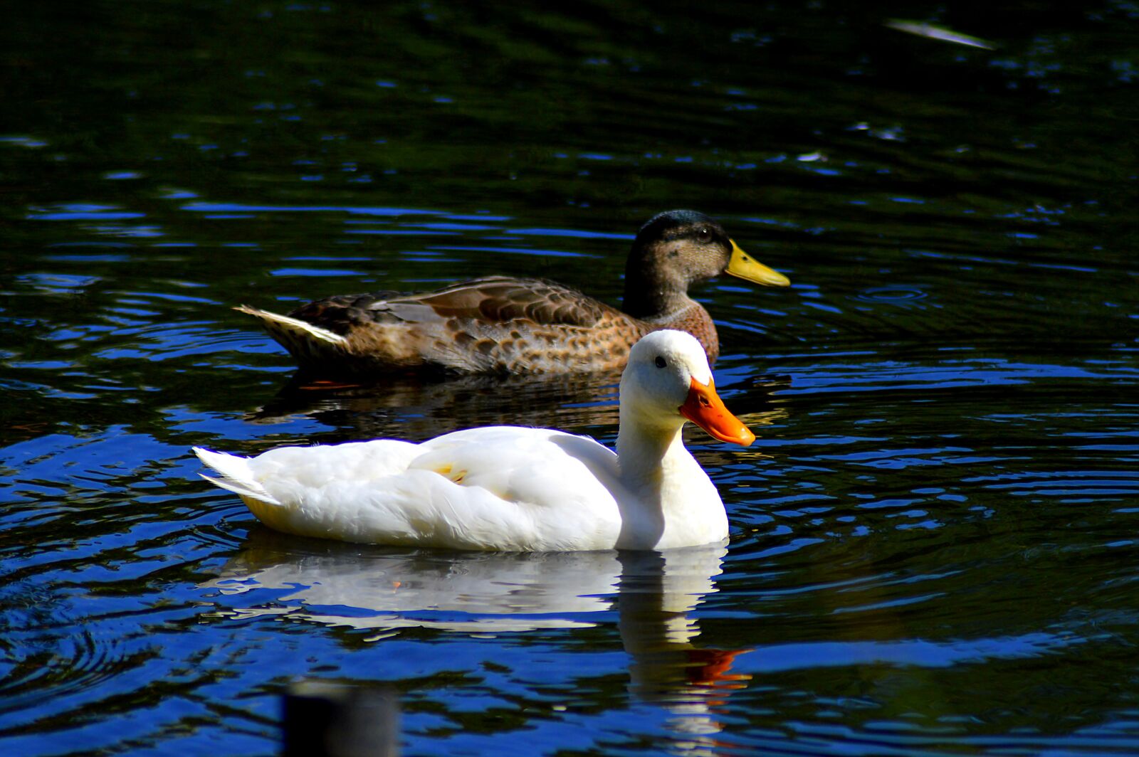 Nikon D3200 sample photo. Duck pond, ducks, swim photography