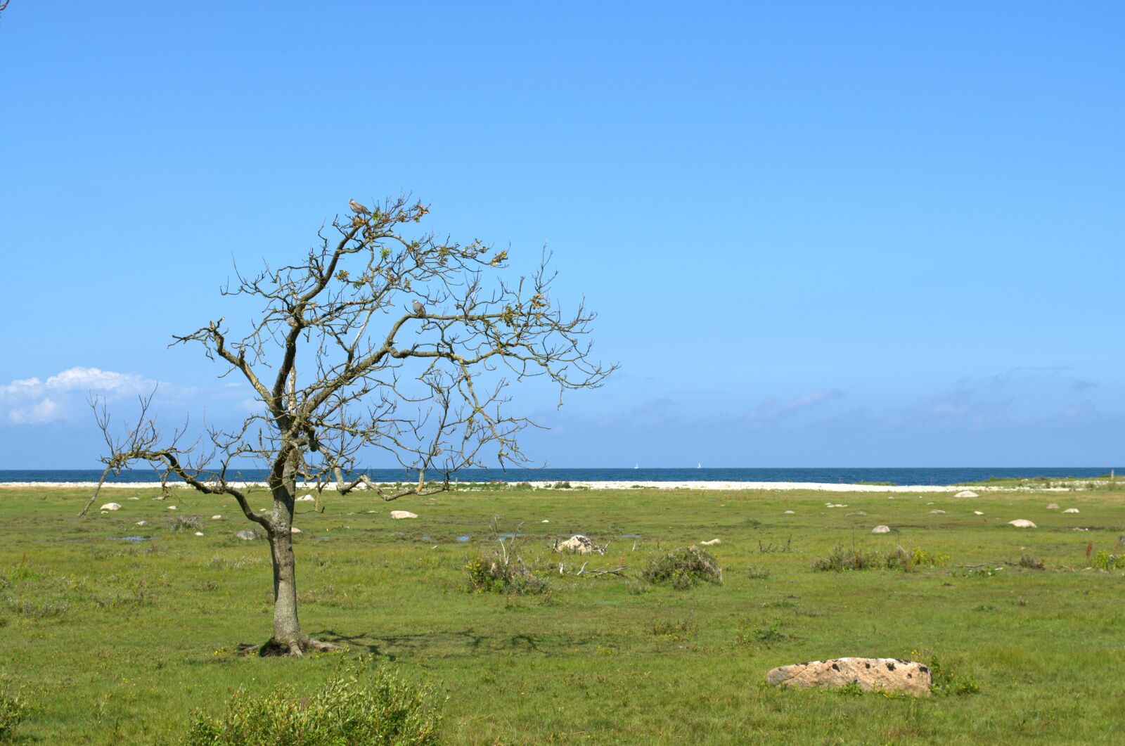 Nikon D5100 sample photo. Tree, beach, sea photography