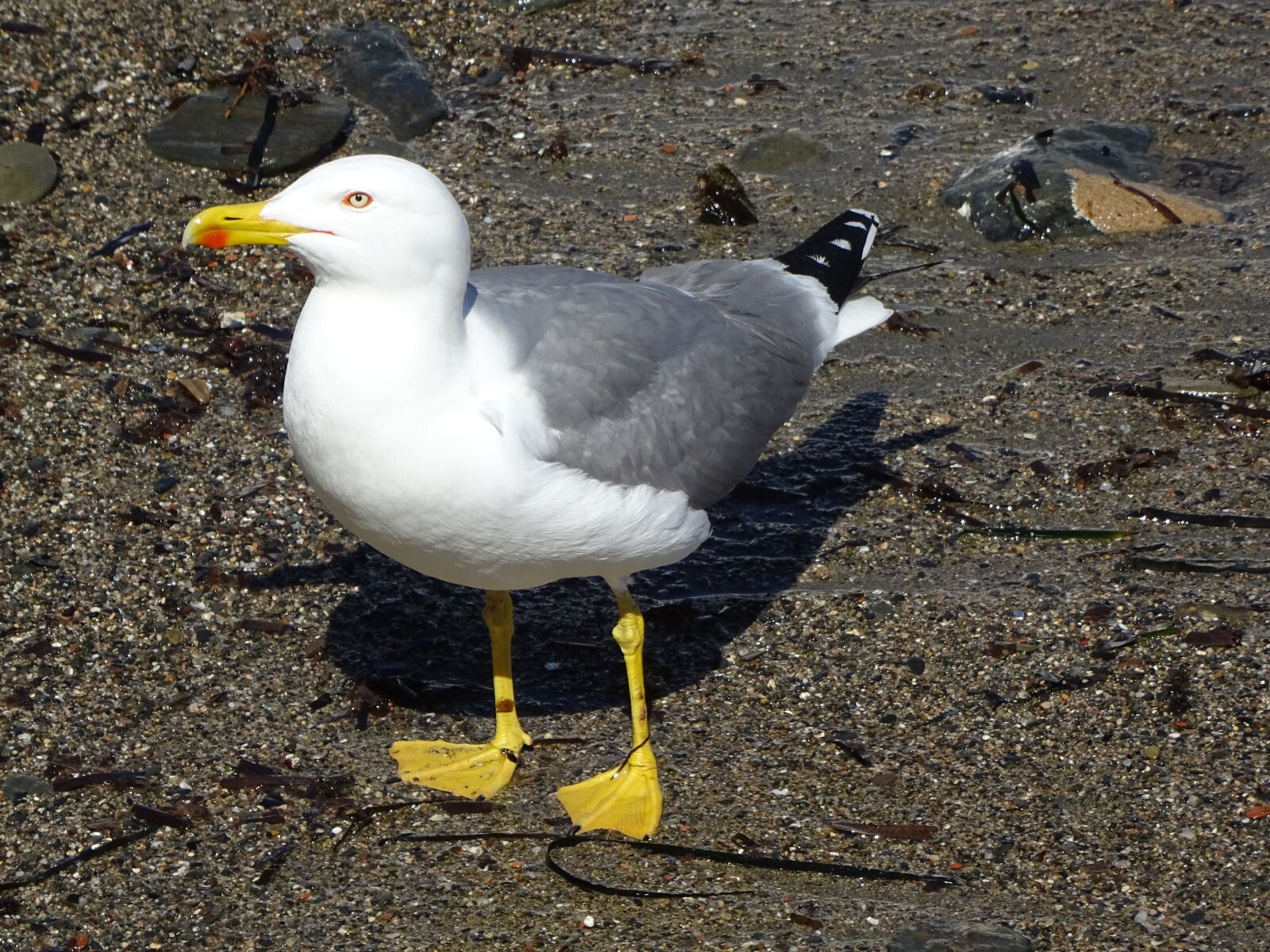 Sony DSC-HX60 sample photo. Birds, seagull, bird photography