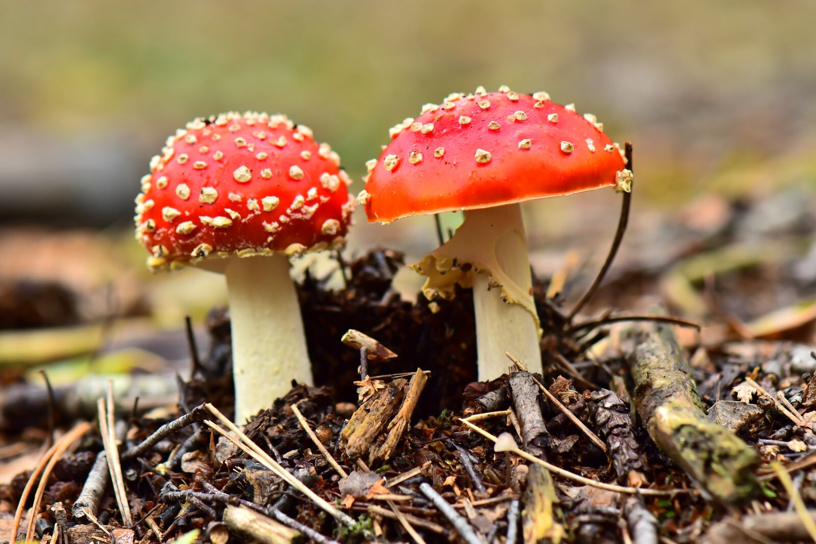 Nikon D500 sample photo. Fly agaric, pair, mushrooms photography