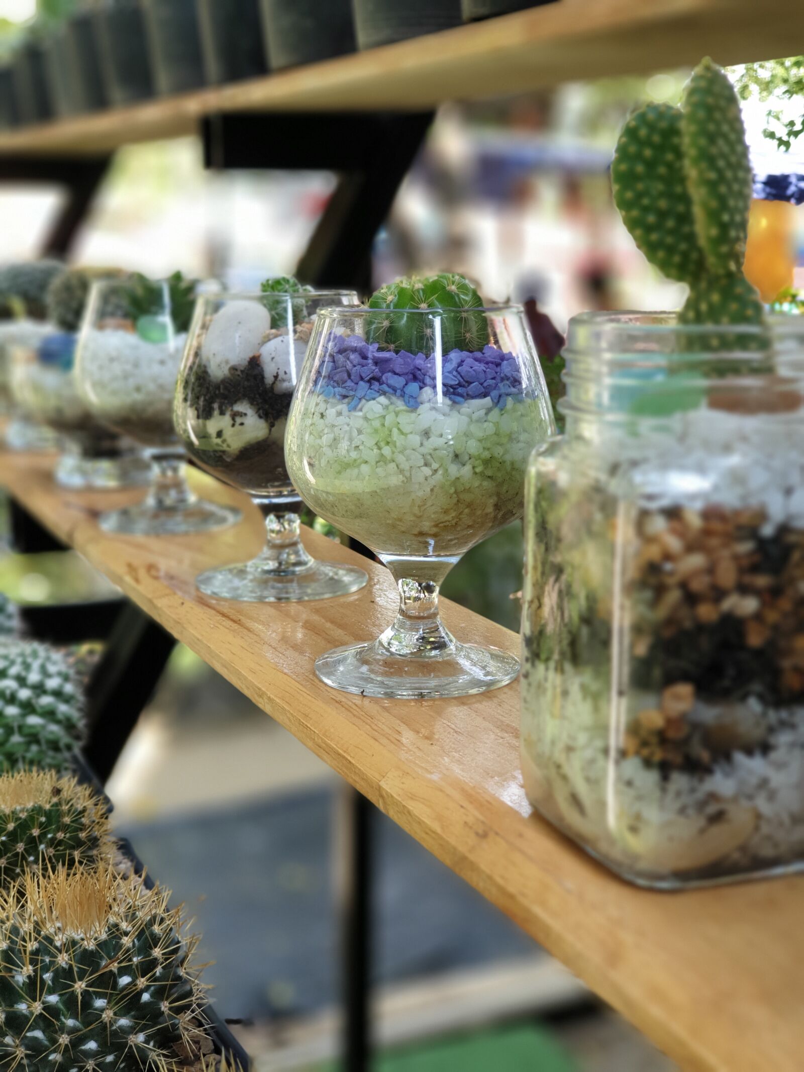 Samsung Galaxy Note9 sample photo. Do plants, potted, cactus photography