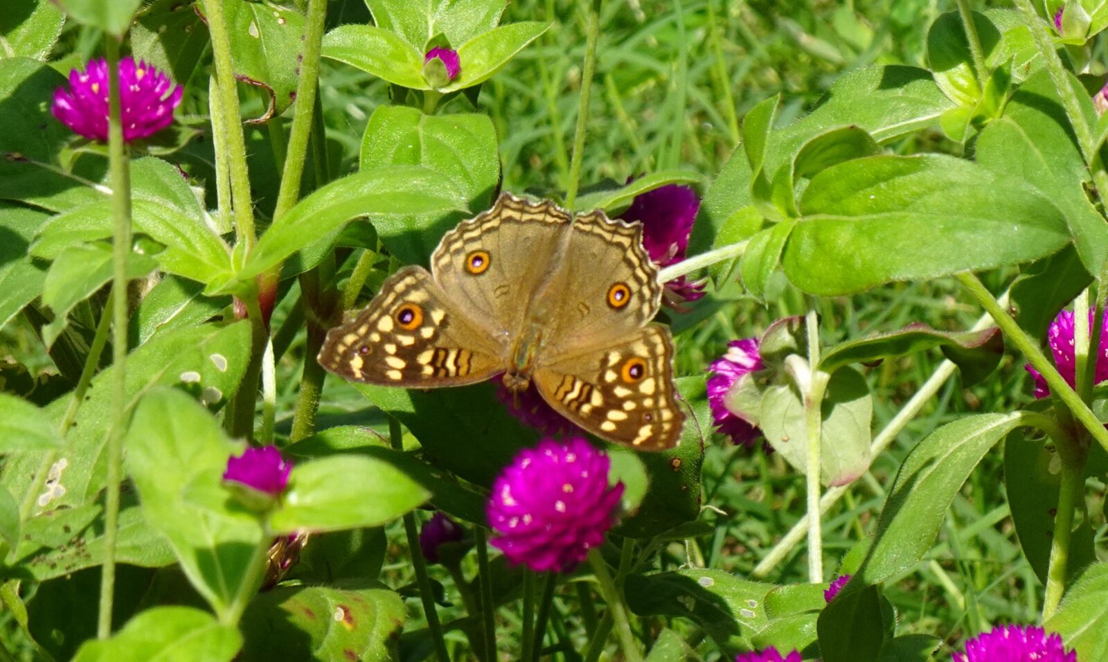 Sony DSC-WX800 sample photo. Butterfly, junonia lemonias, lemon photography
