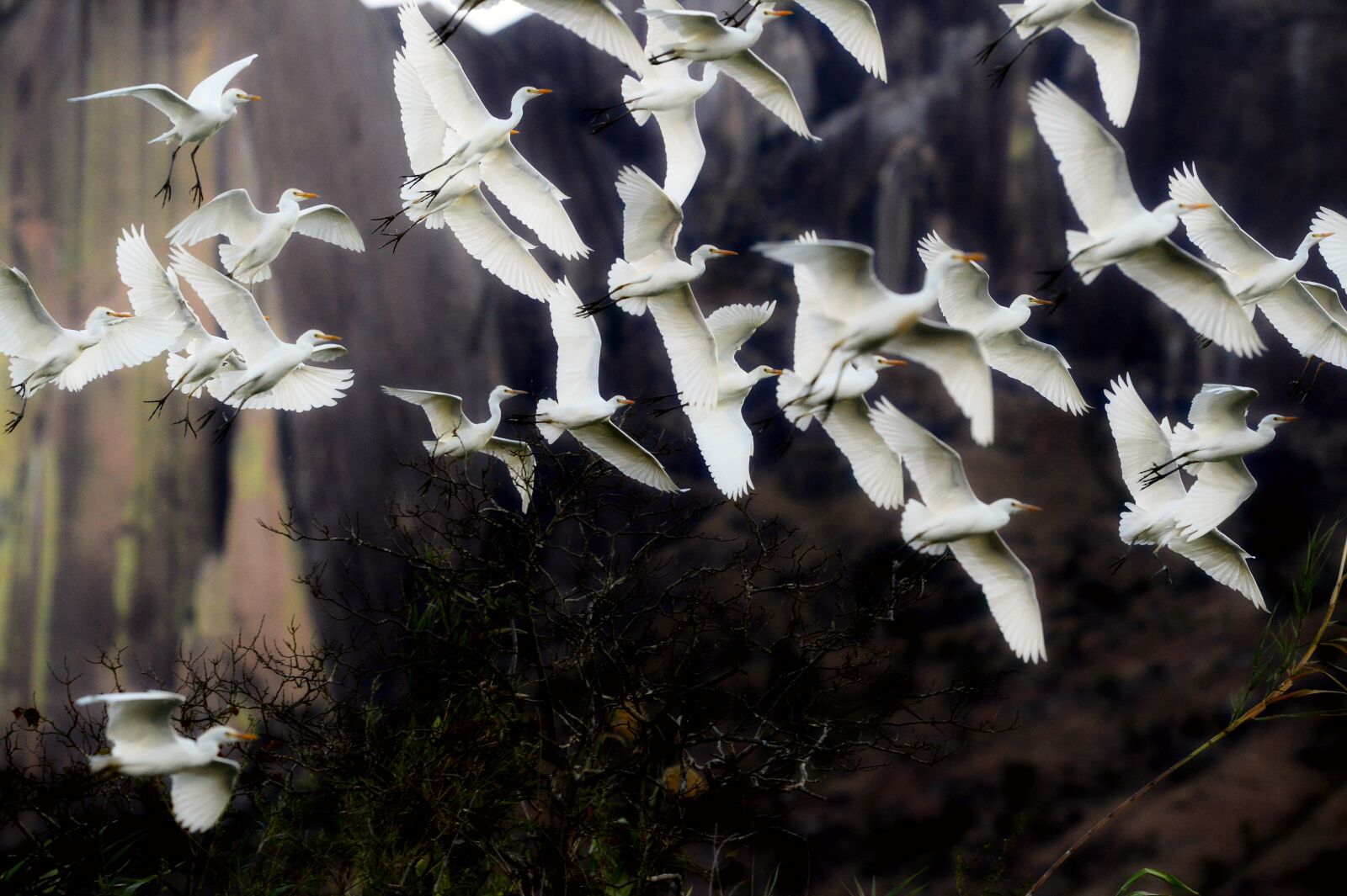 Nikon Df sample photo. Birds, plumage, fly photography