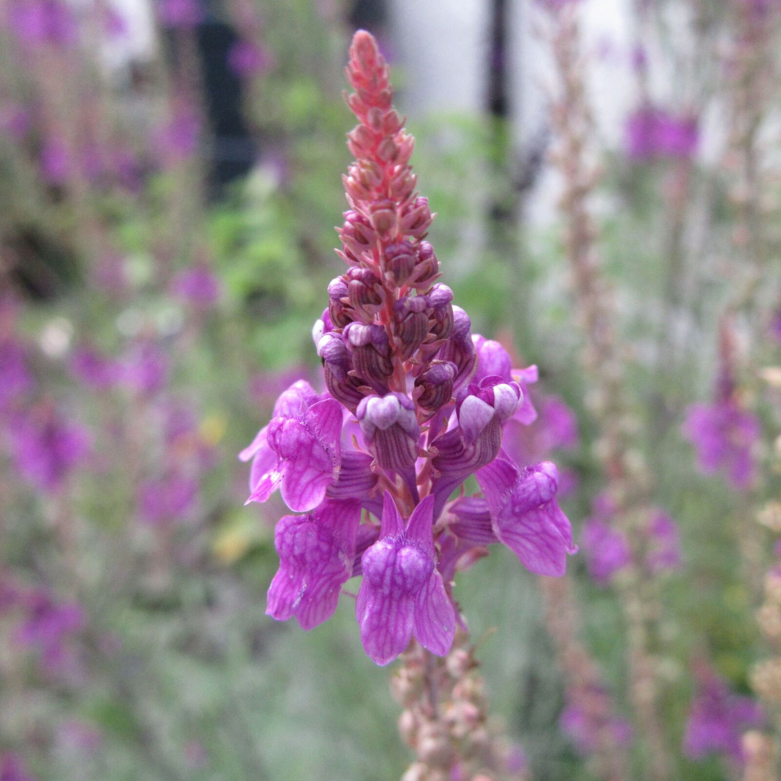 Canon PowerShot SX610 HS sample photo. Purple toadflax, toadflax, wildflower photography
