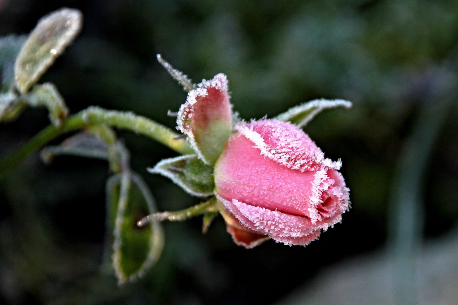 Canon EOS 500D (EOS Rebel T1i / EOS Kiss X3) sample photo. Nature, flower, rose photography