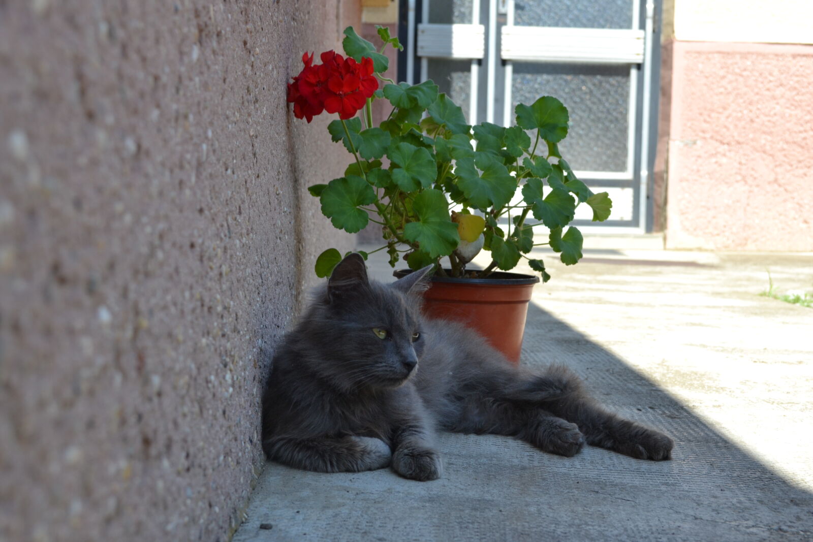 Nikon D3100 sample photo