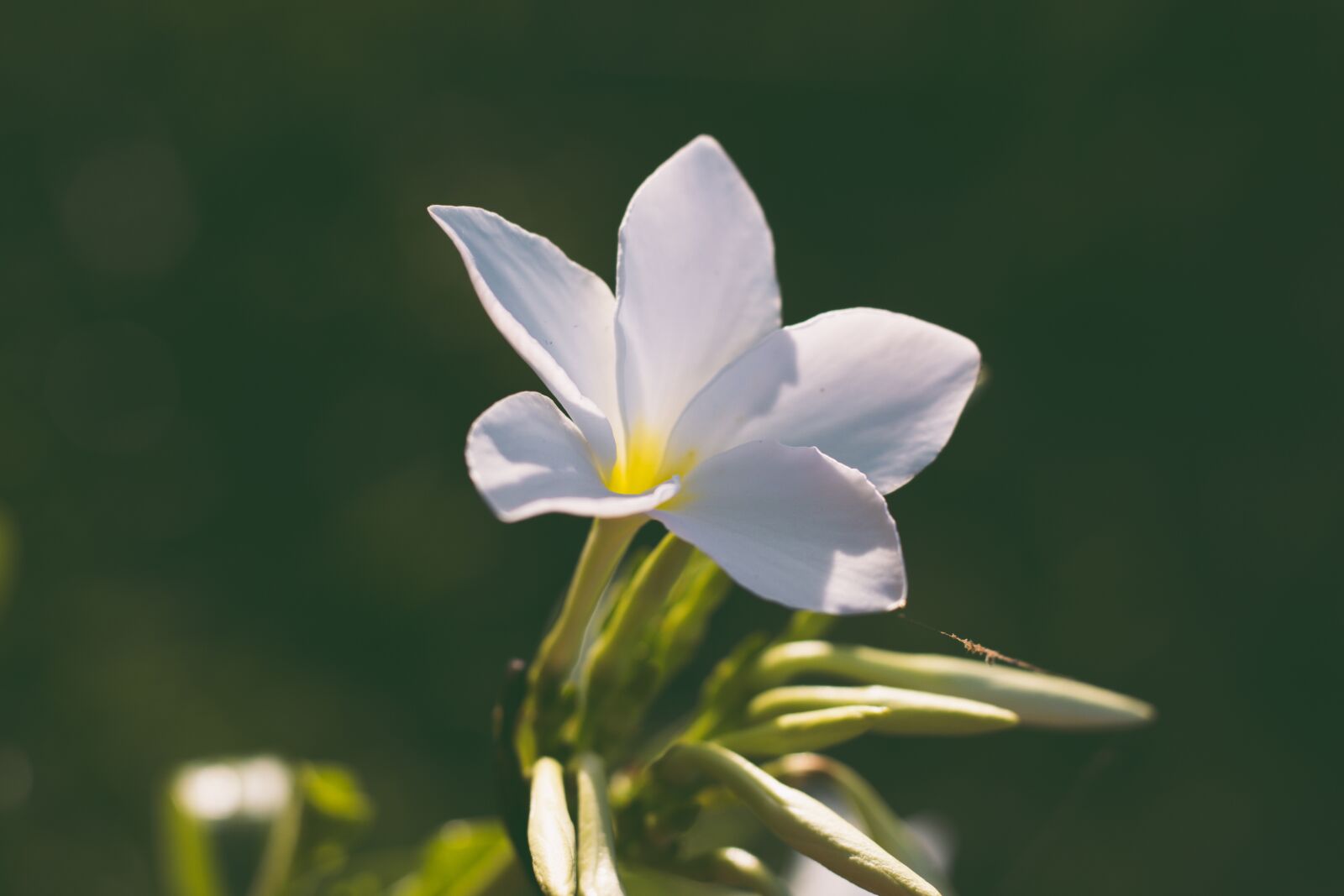 Canon EOS 700D (EOS Rebel T5i / EOS Kiss X7i) + Canon EF 50mm F1.8 STM sample photo. Liliales, flower, flowers photography
