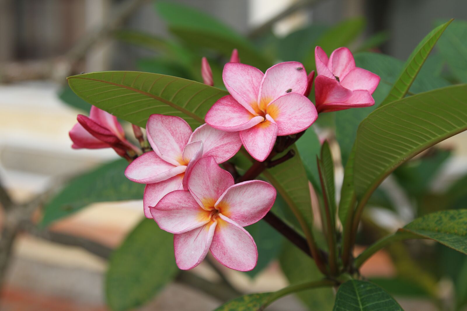 Canon EOS 7D sample photo. Porcelain, flower, purple photography