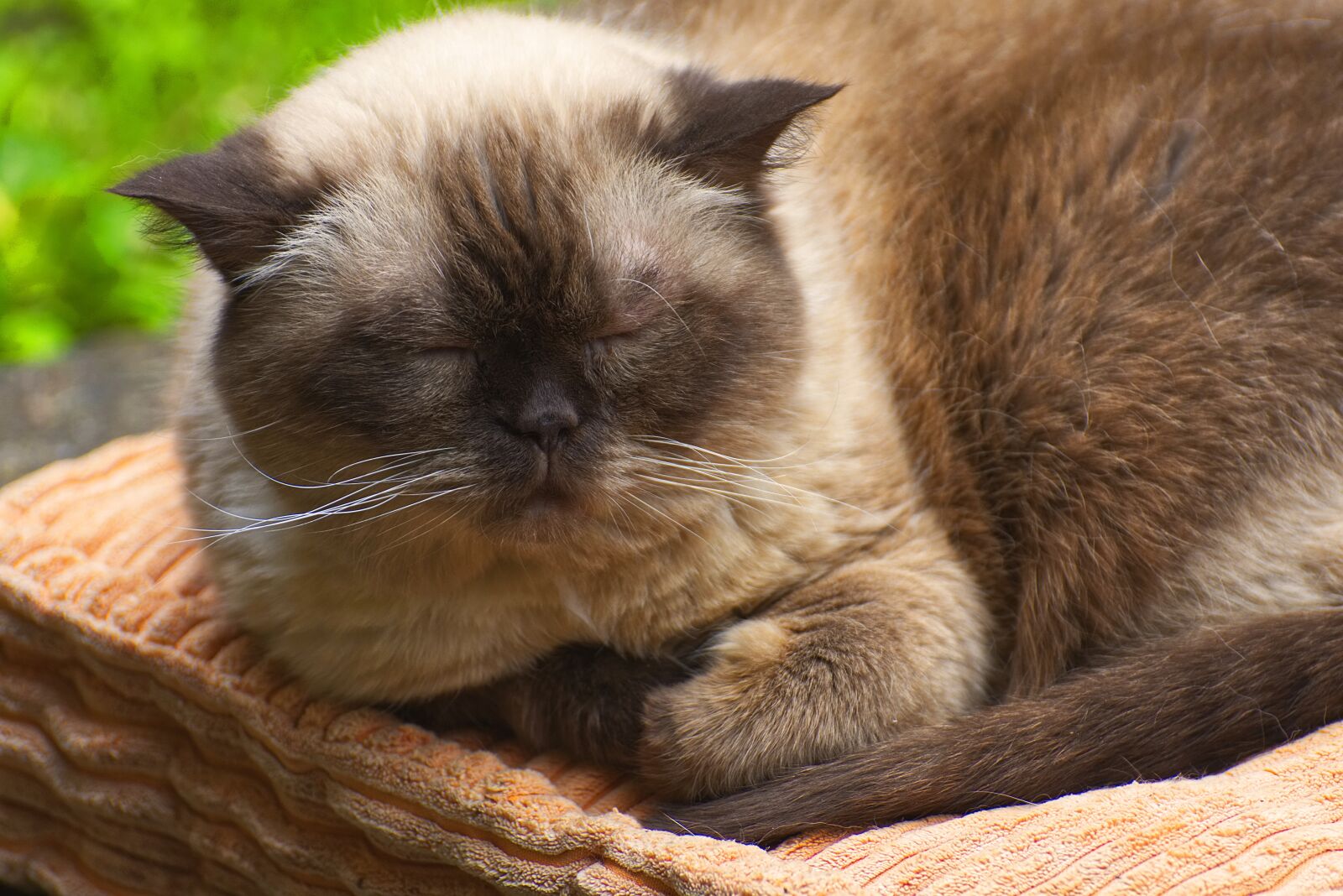 Nikon D7200 sample photo. British shorthair, cat, cute photography