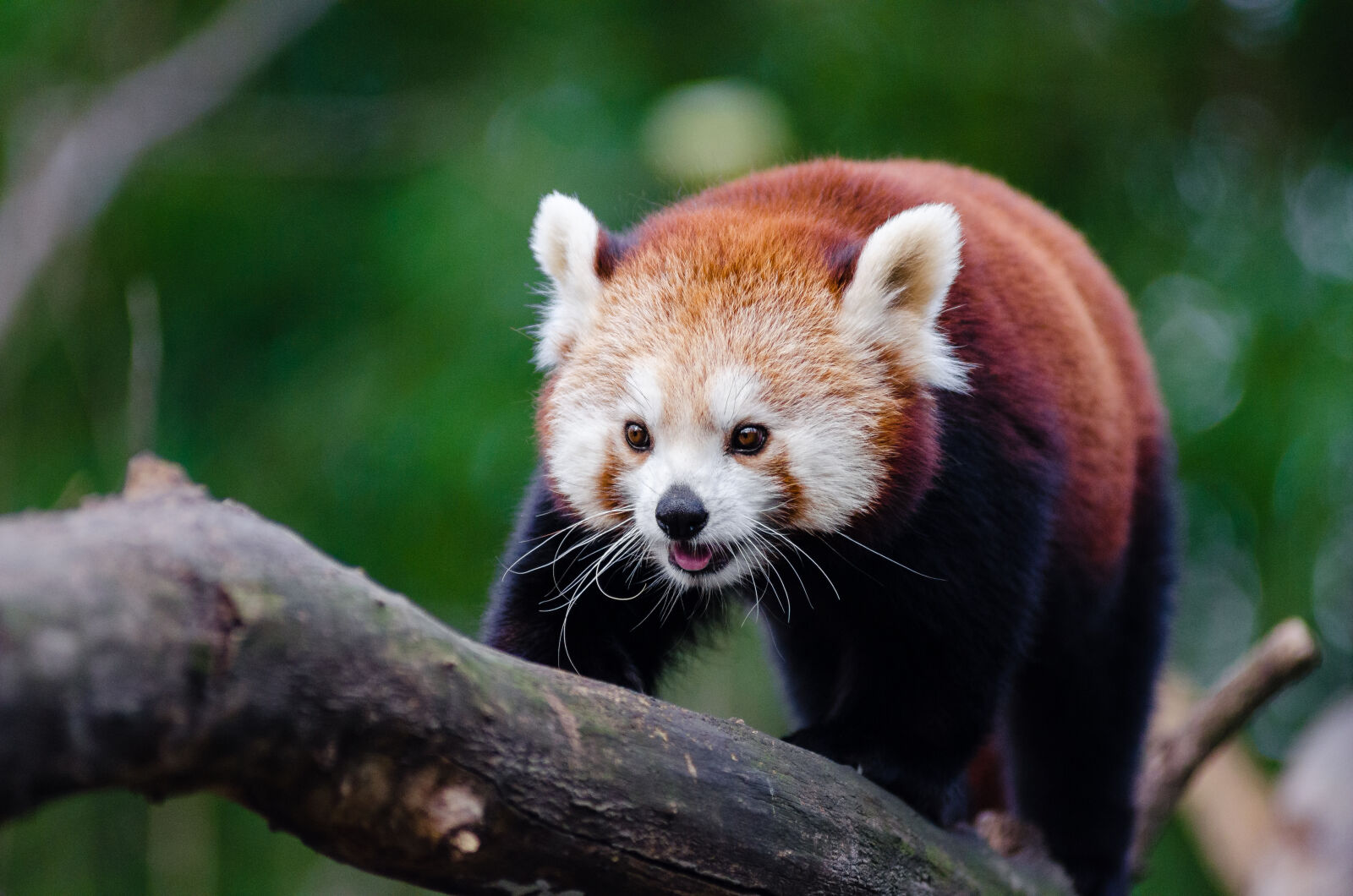 AF Zoom-Nikkor 80-200mm f/2.8 ED sample photo