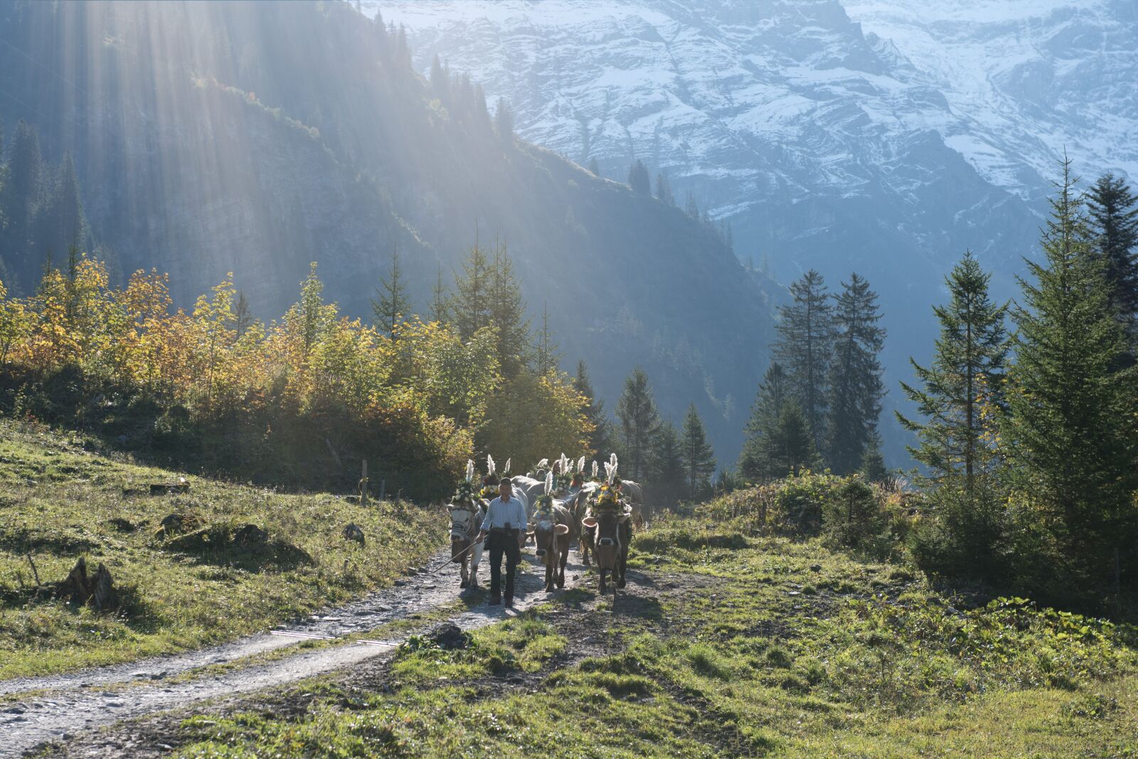 Nikon D750 sample photo. Alpine, désalpe, descent photography