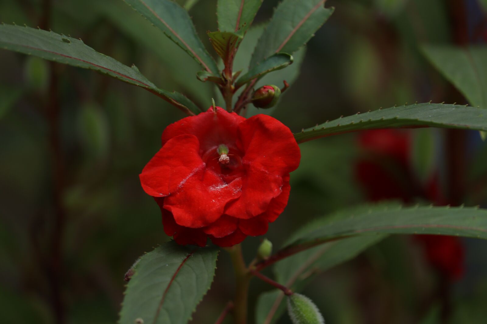 Canon EOS 250D (EOS Rebel SL3 / EOS Kiss X10 / EOS 200D II) sample photo. Flower, bloom, petals photography