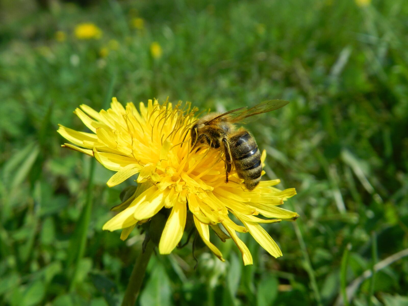 Nikon Coolpix P500 sample photo. Dandelion, bee, pollen photography