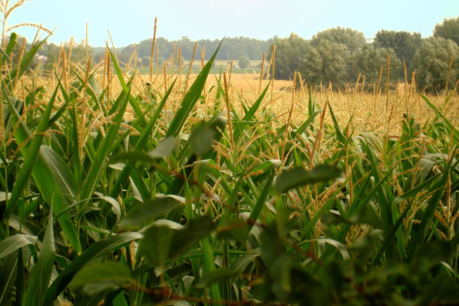 Sony DSC-W100 sample photo. Farm, corn, cereal photography