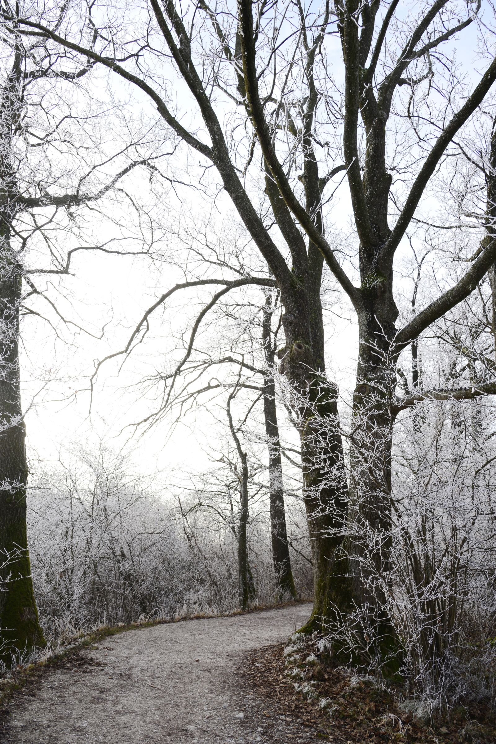 Nikon D610 sample photo. Hoarfrost, cold, winter photography