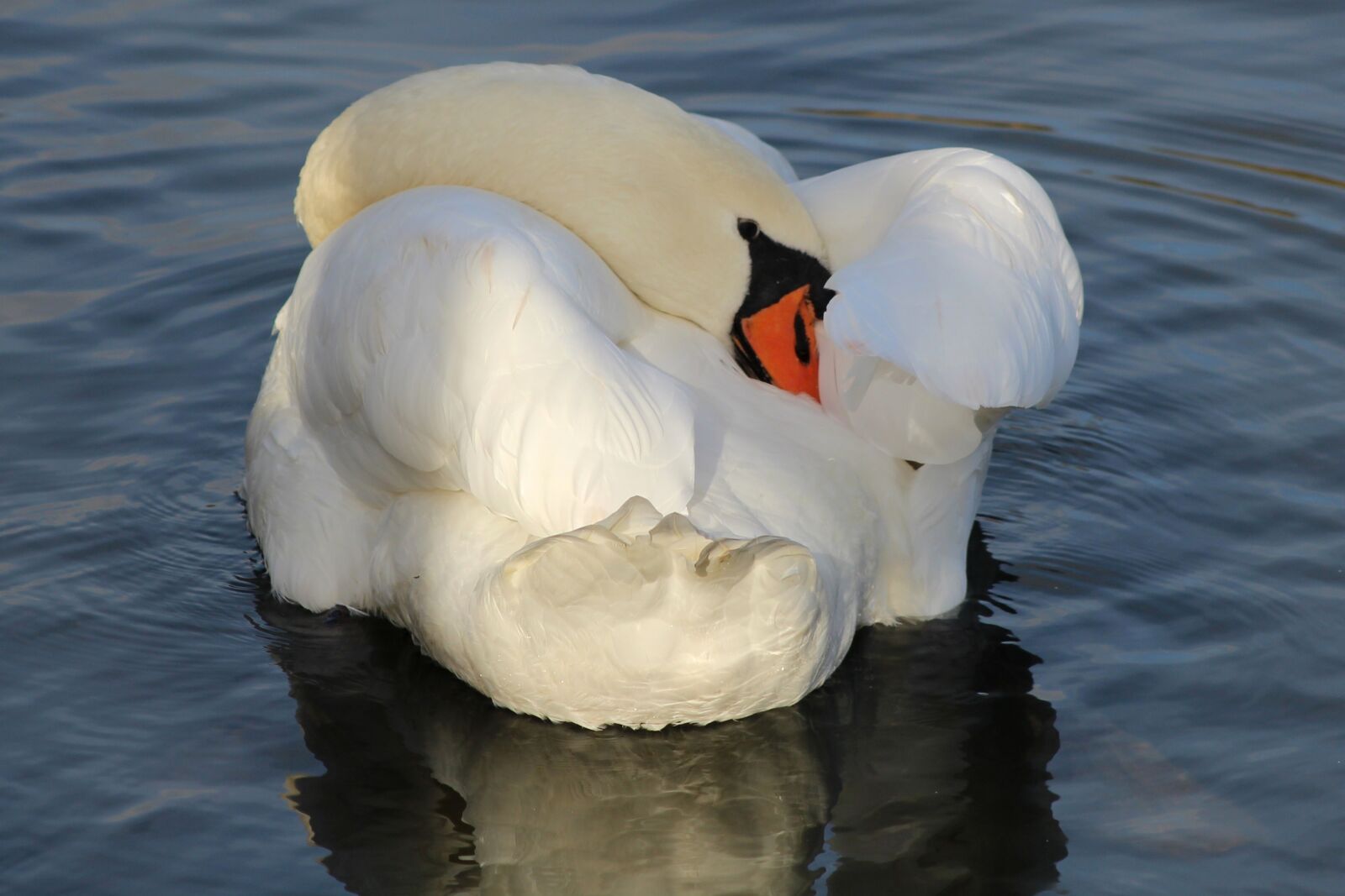 Canon EOS 600D (Rebel EOS T3i / EOS Kiss X5) sample photo. Swan, white, bird photography