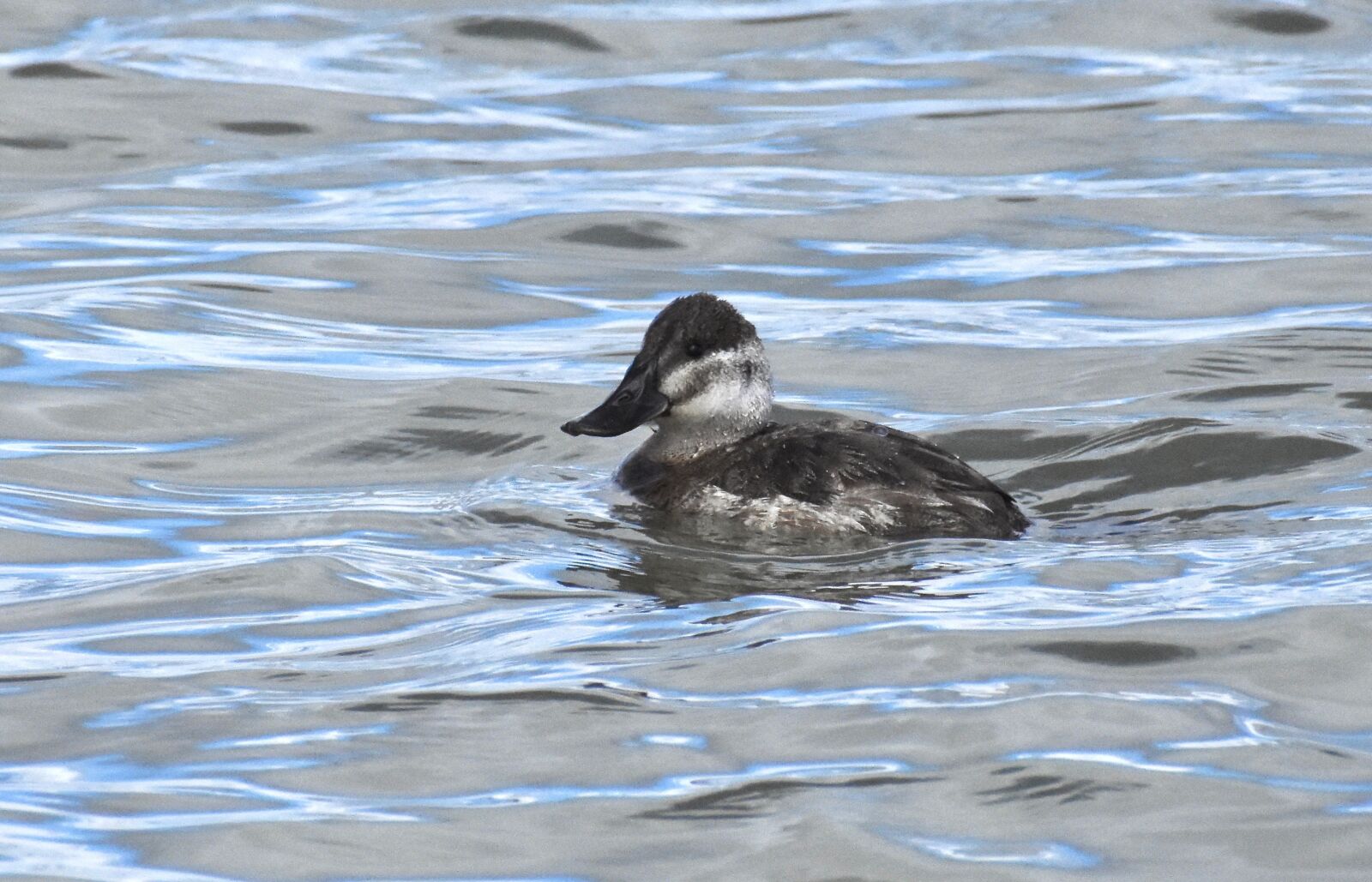 Nikon D7200 sample photo. Duck, ruddy duck, wildlife photography