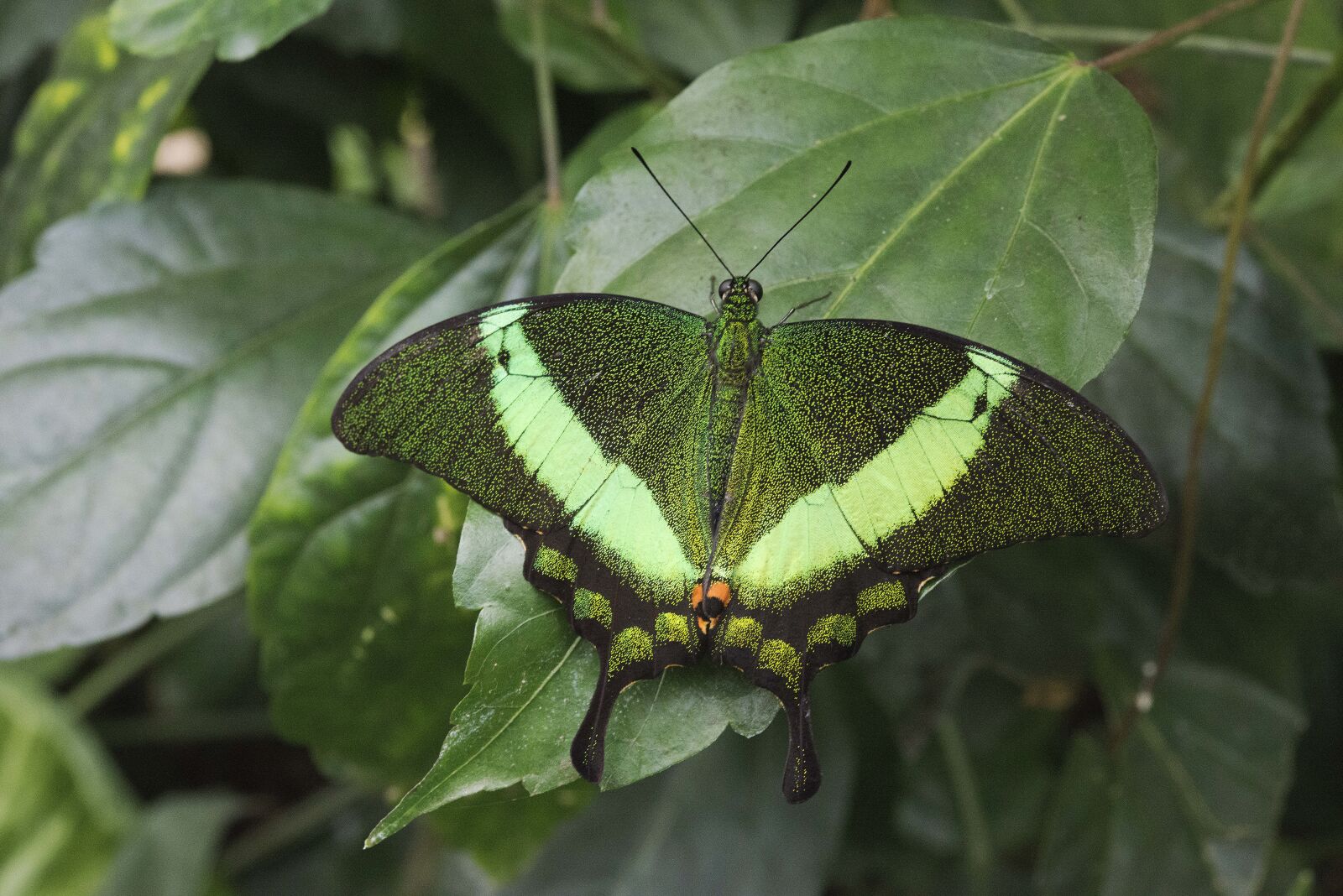 Nikon D800 sample photo. Butterfly, color, summer photography