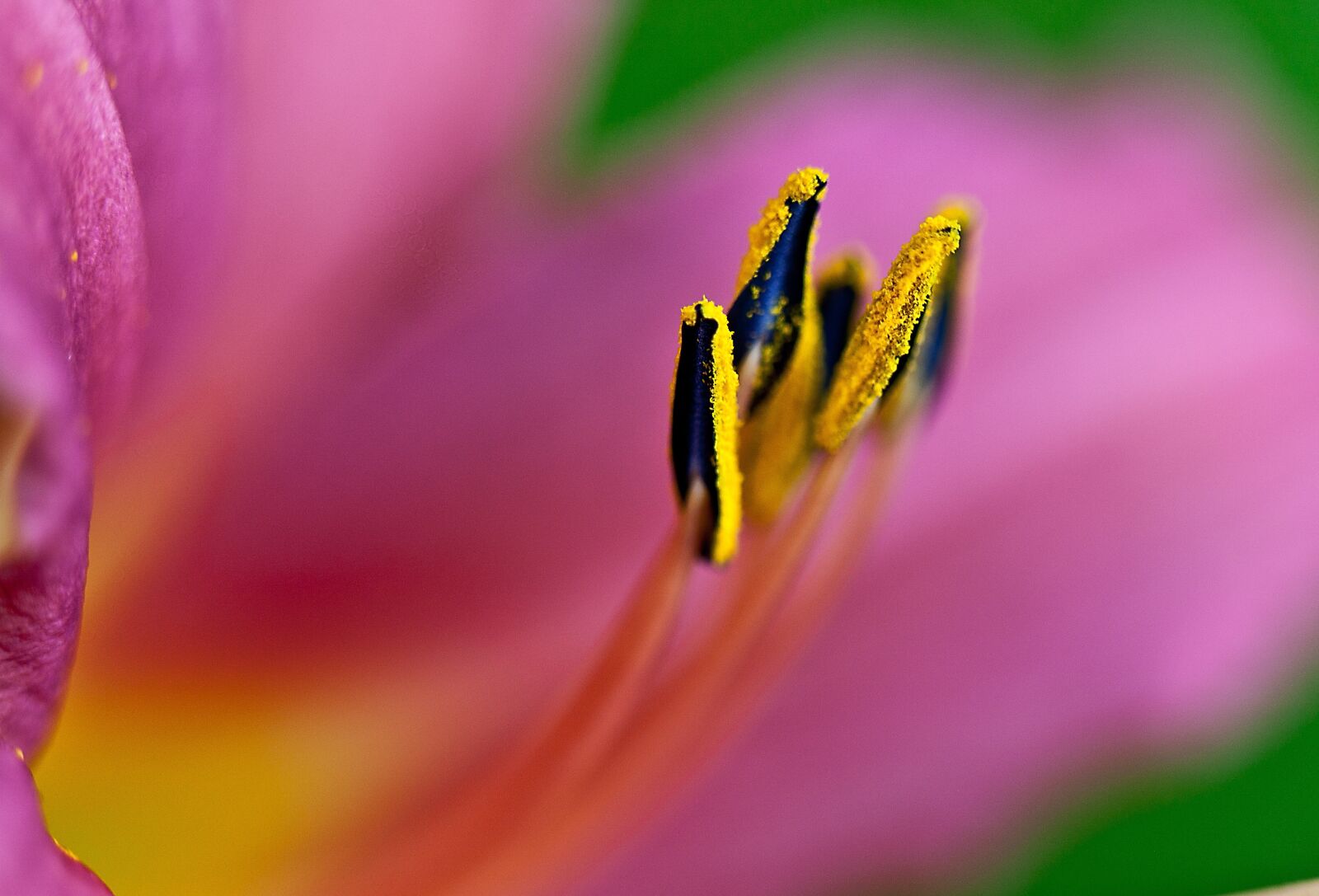 Canon EOS 5D Mark II sample photo. Lily, flower, blossoming photography