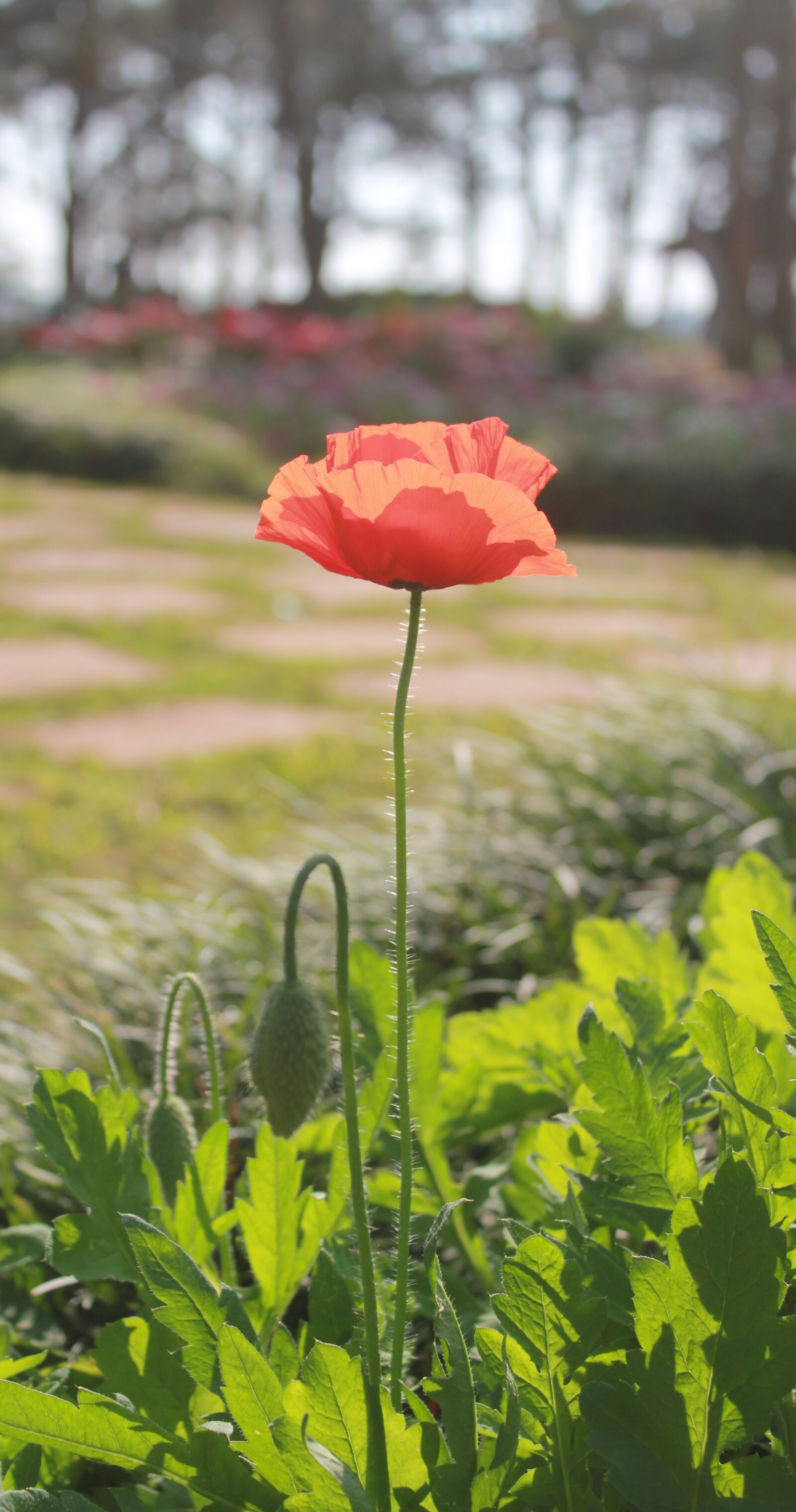 Canon EOS 550D (EOS Rebel T2i / EOS Kiss X4) sample photo. Poppy, flower, red photography