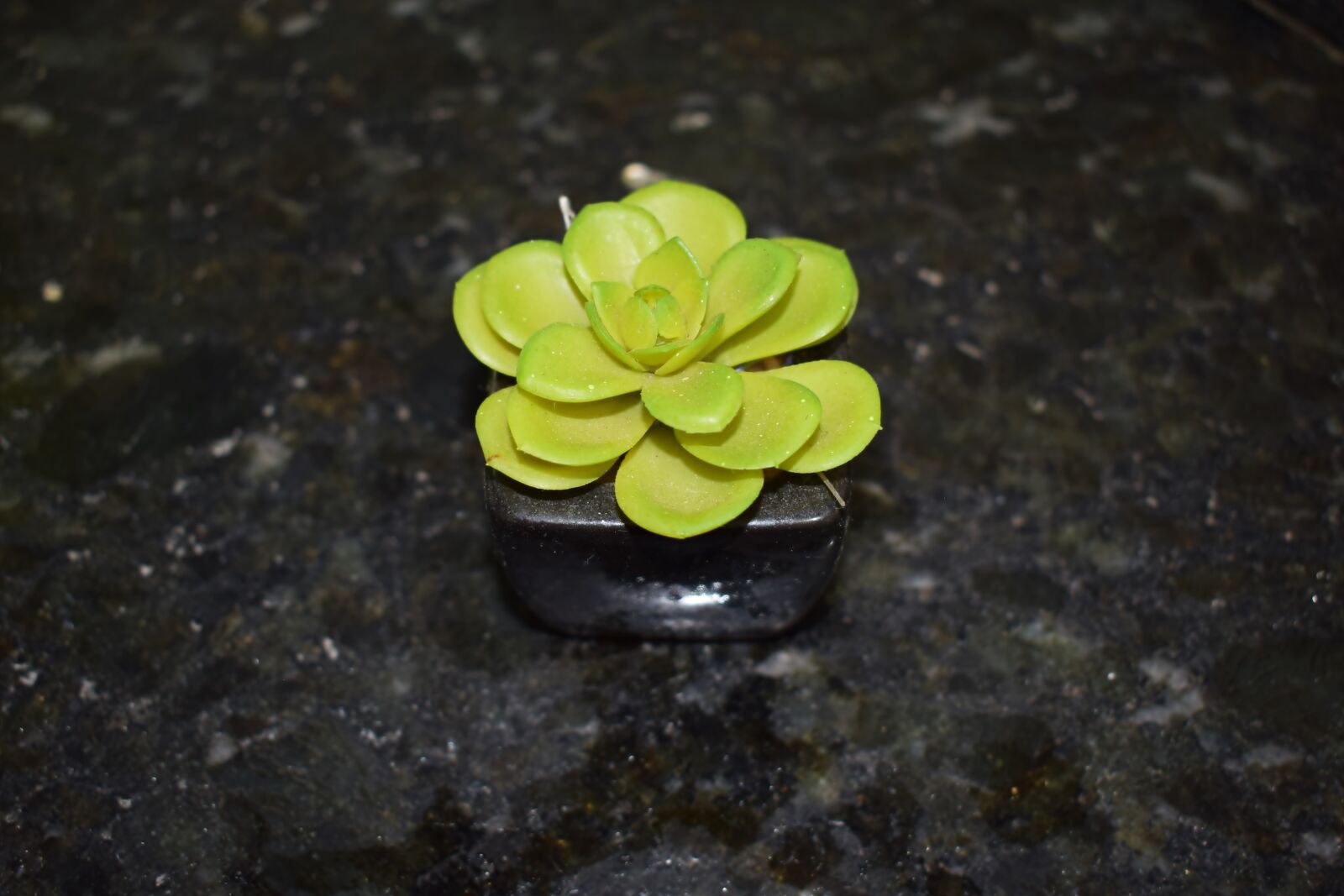 Nikon D5300 sample photo. Flower, plant, artificial photography