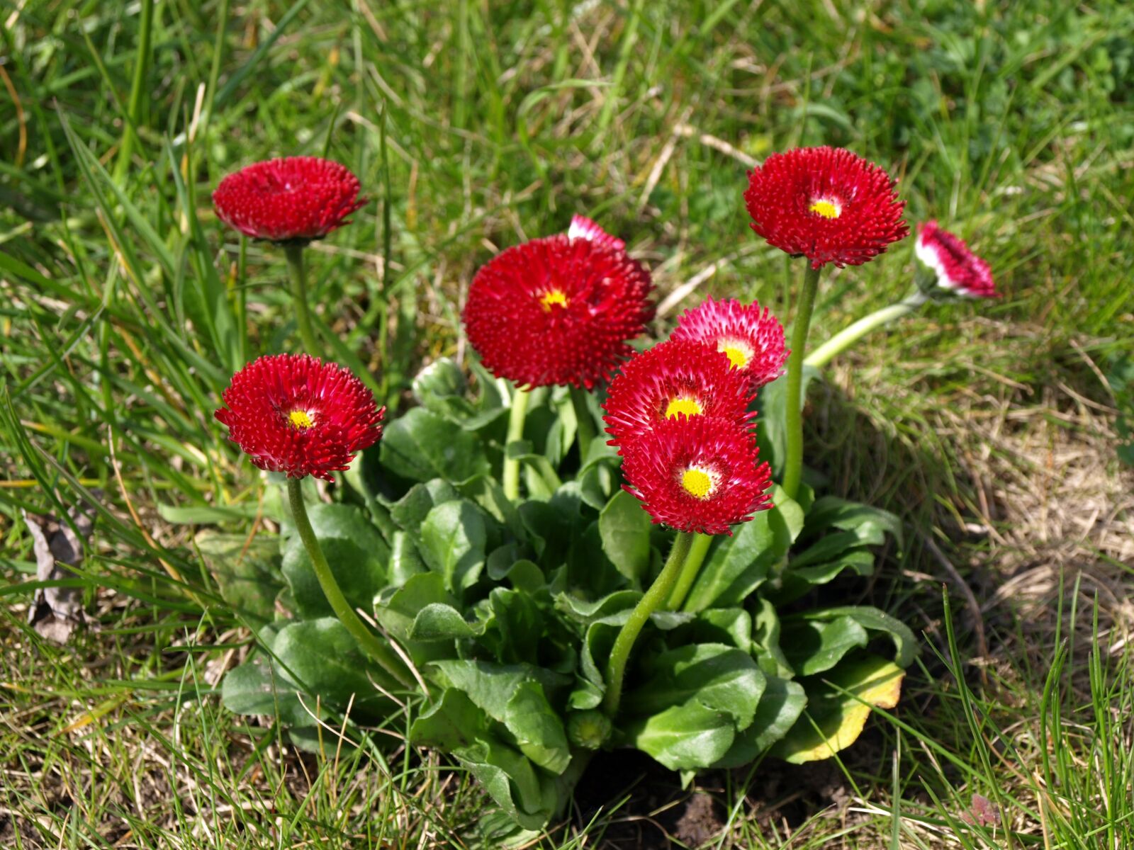 Olympus E-410 (EVOLT E-410) sample photo. Flowers, daisies, spring photography