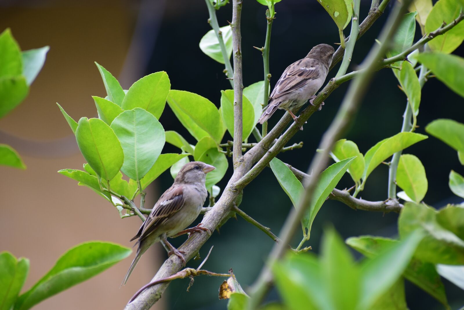Nikon D3300 sample photo. Birds, sparrow, nature photography