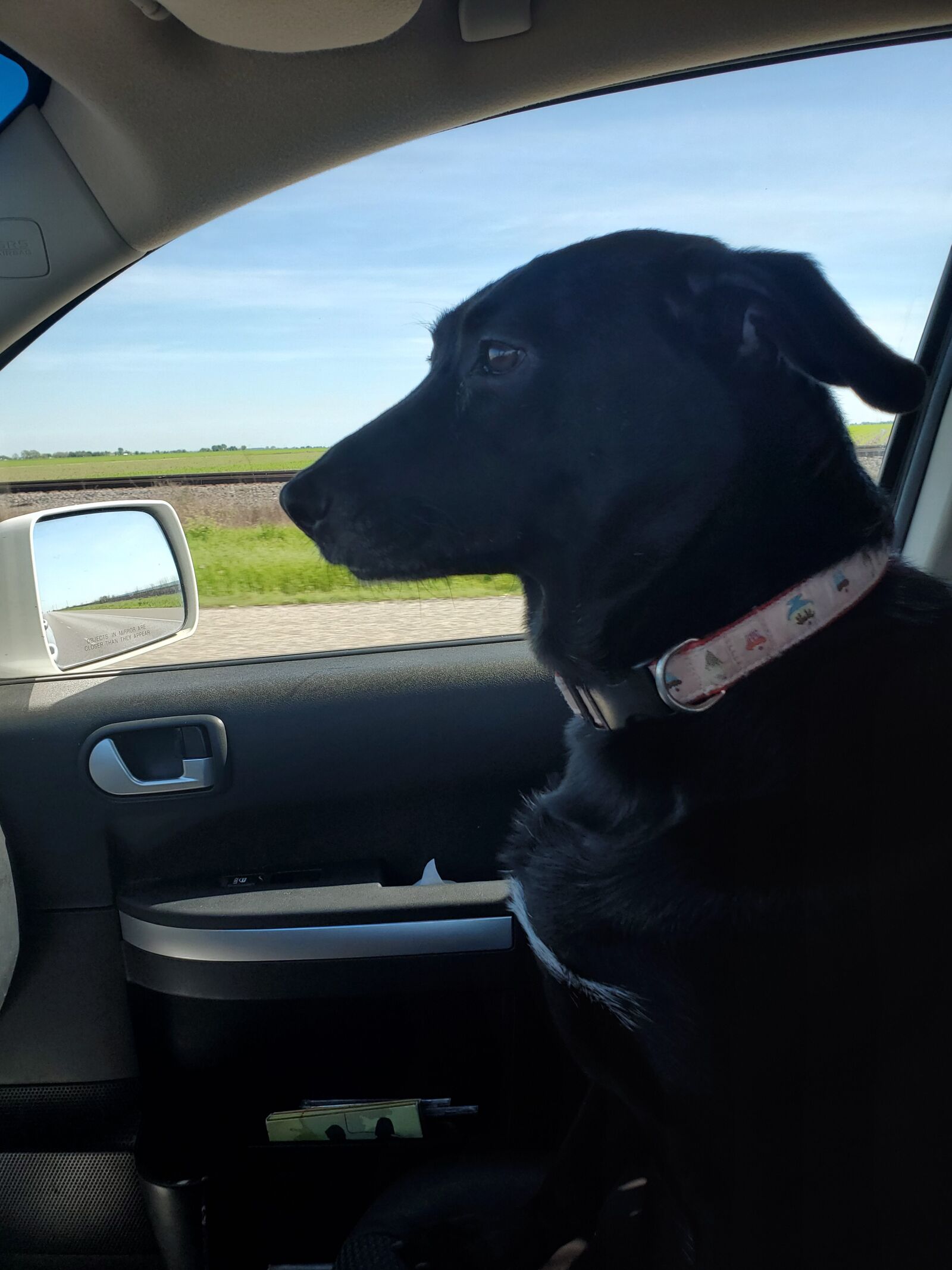 Samsung Galaxy S10 sample photo. Dog, copilot, car photography
