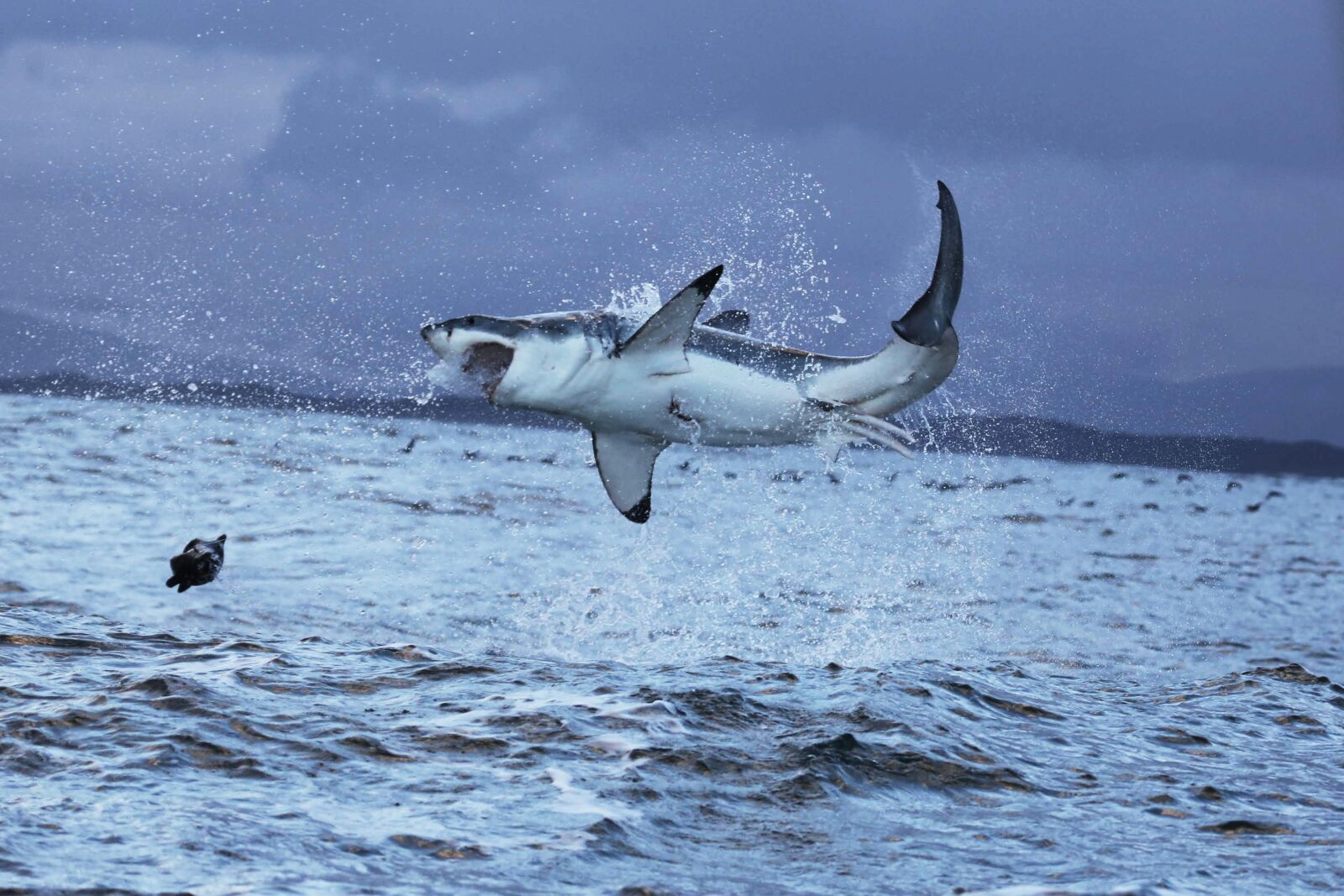Canon EF 100-400mm F4.5-5.6L IS USM sample photo. Great white shark, great photography