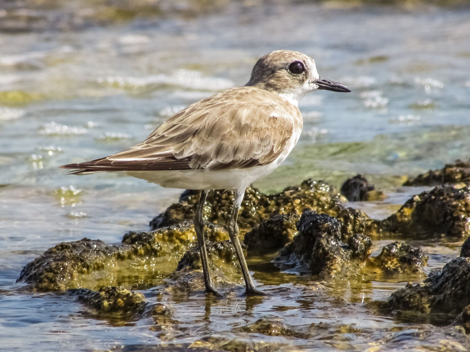 Canon PowerShot SX400 IS sample photo. Stint, grey, seabird photography