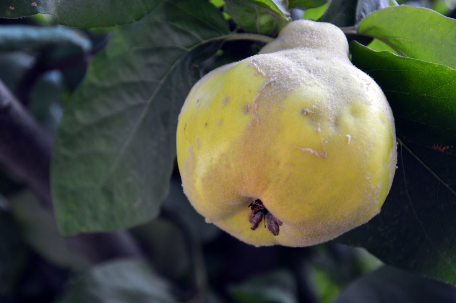 Nikon D3200 sample photo. Quince, cydonia, fruit photography